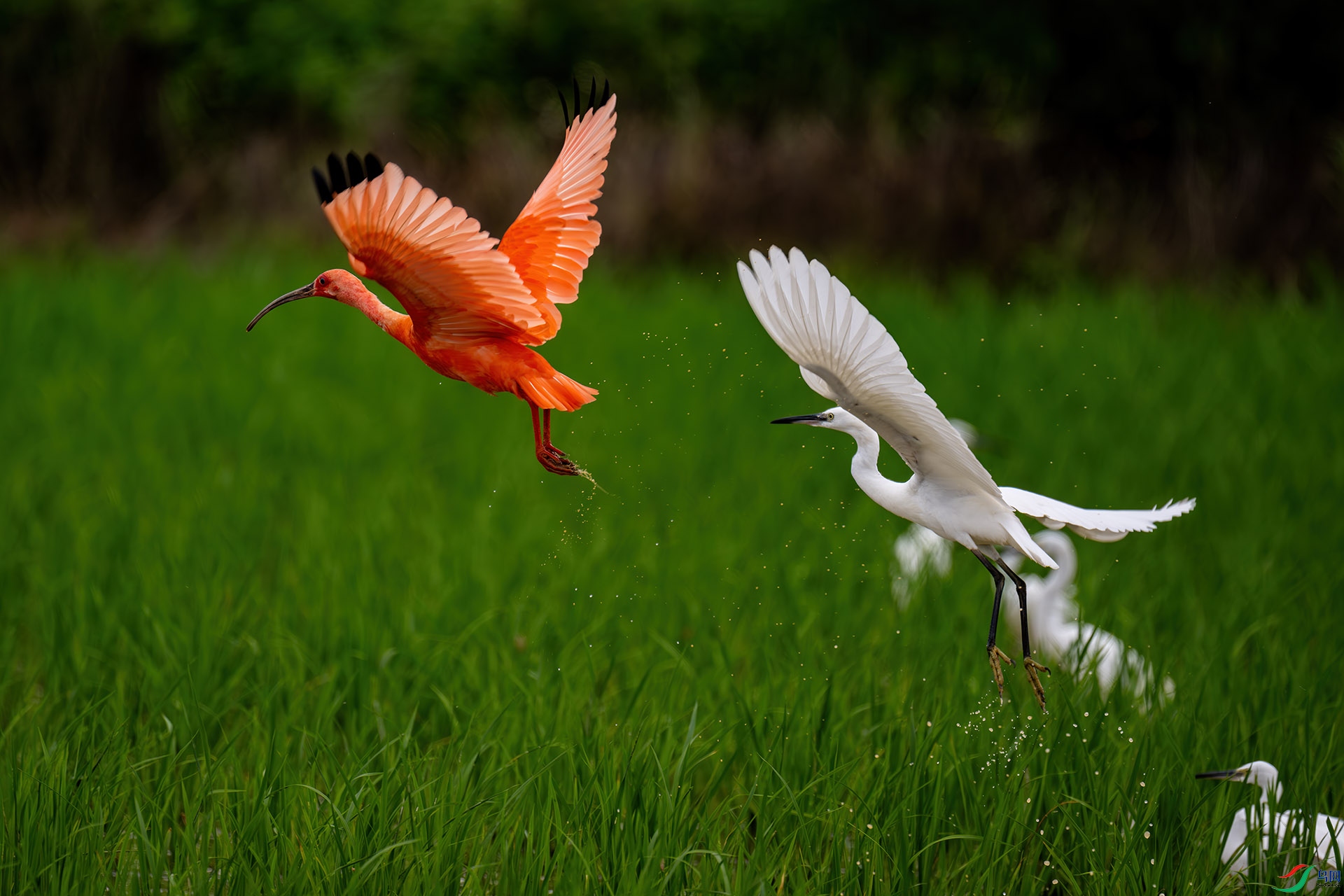 _DSC9612-����ǿ-NR ����.jpg