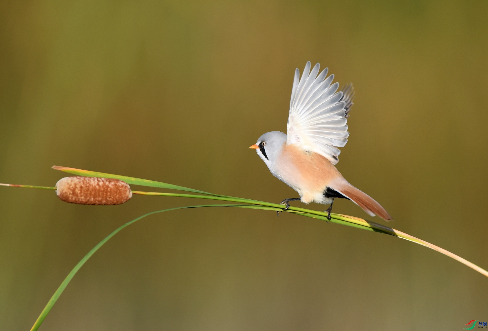 WZL_3860_����.jpg