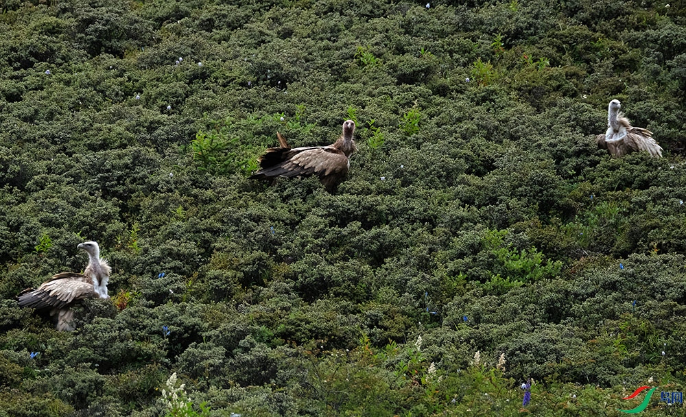 DSCF7730.1.jpg