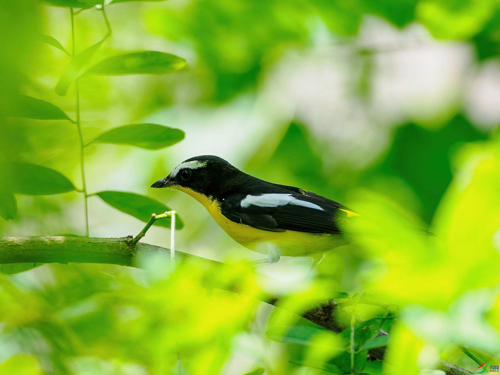 ��ü���l  P9010364-denoise-standard.jpg