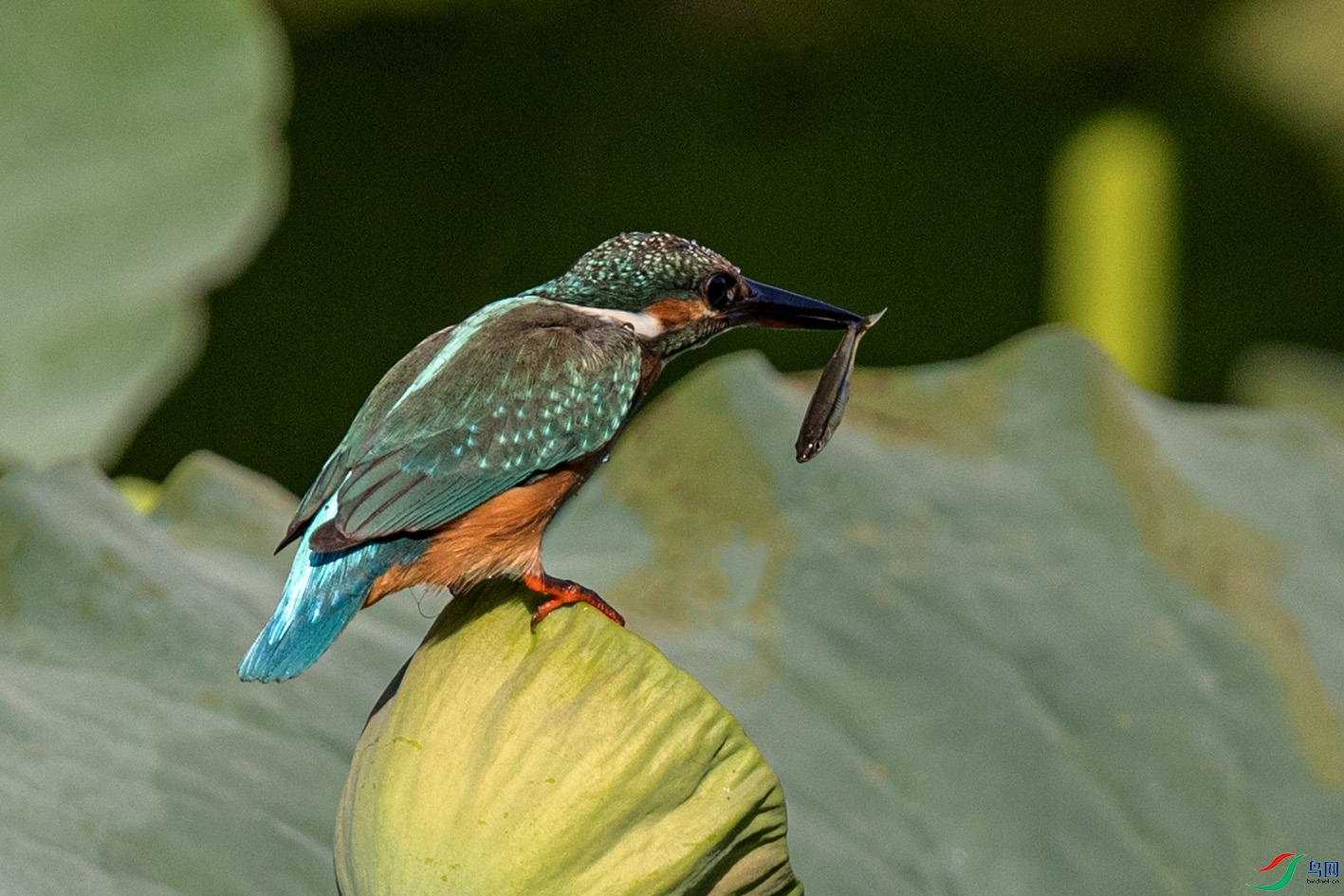 _90I4939 ����.jpg