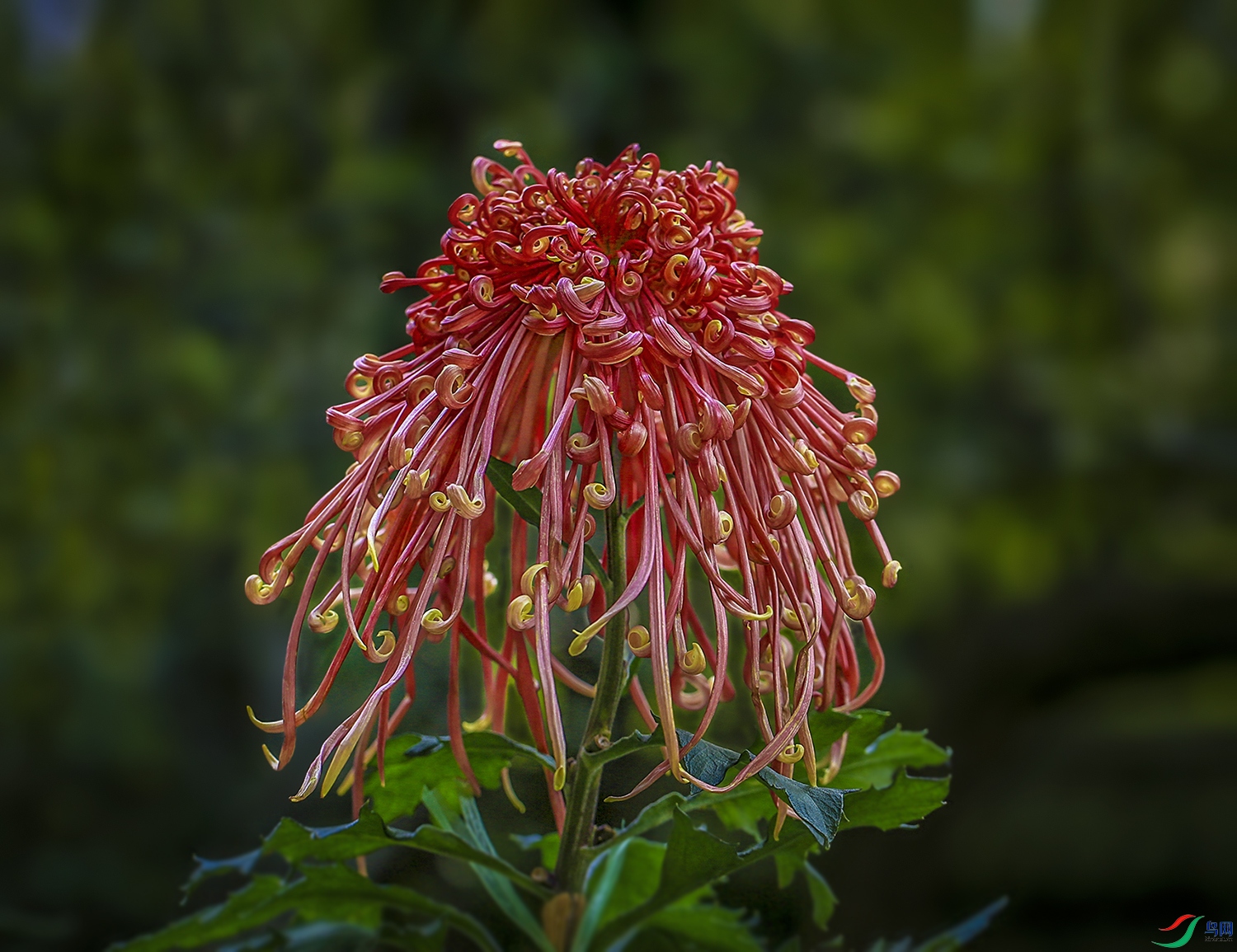 0017558322U9A0931������ɫ 1000k.jpg