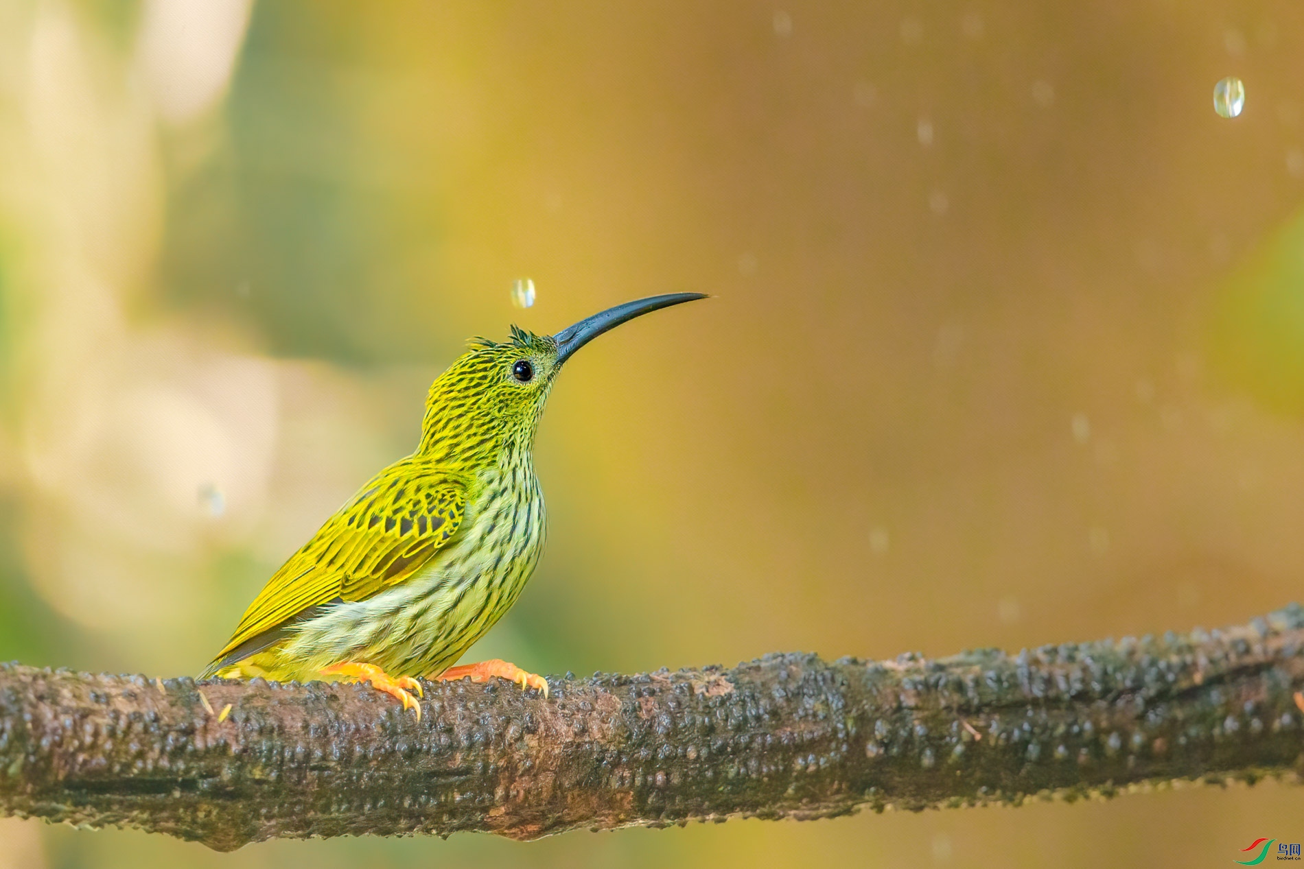 a_66009-1.jpg