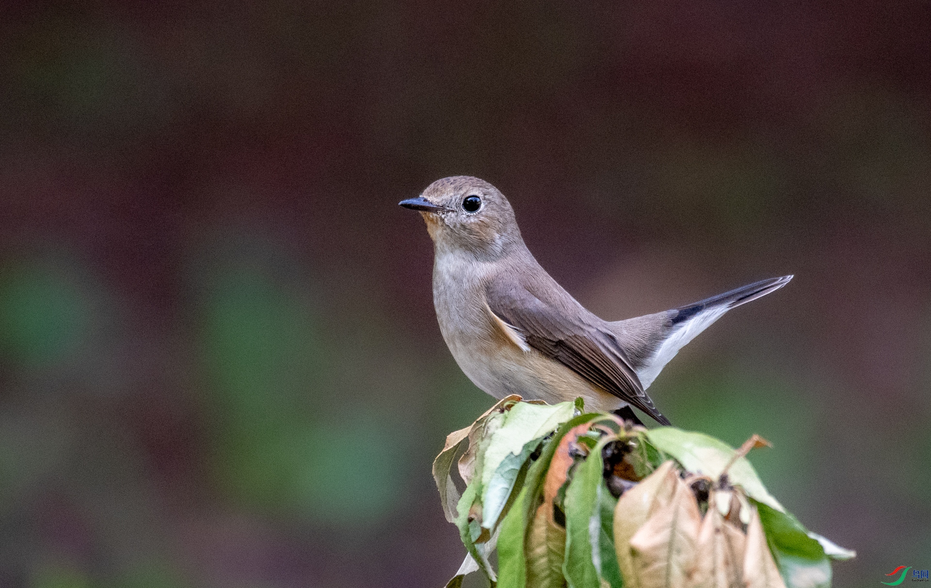 DSC_9863.jpg