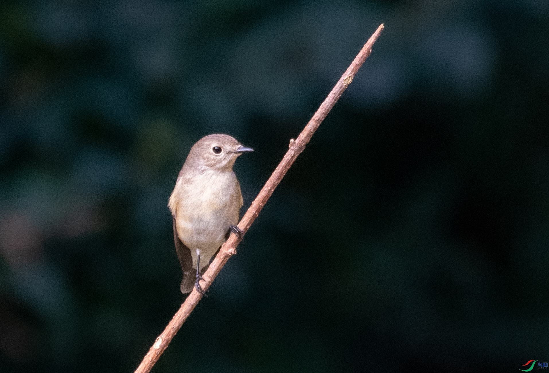 DSC_9623.jpg