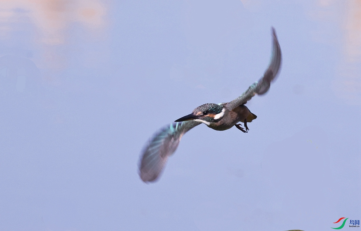 1P3A2411.JPG