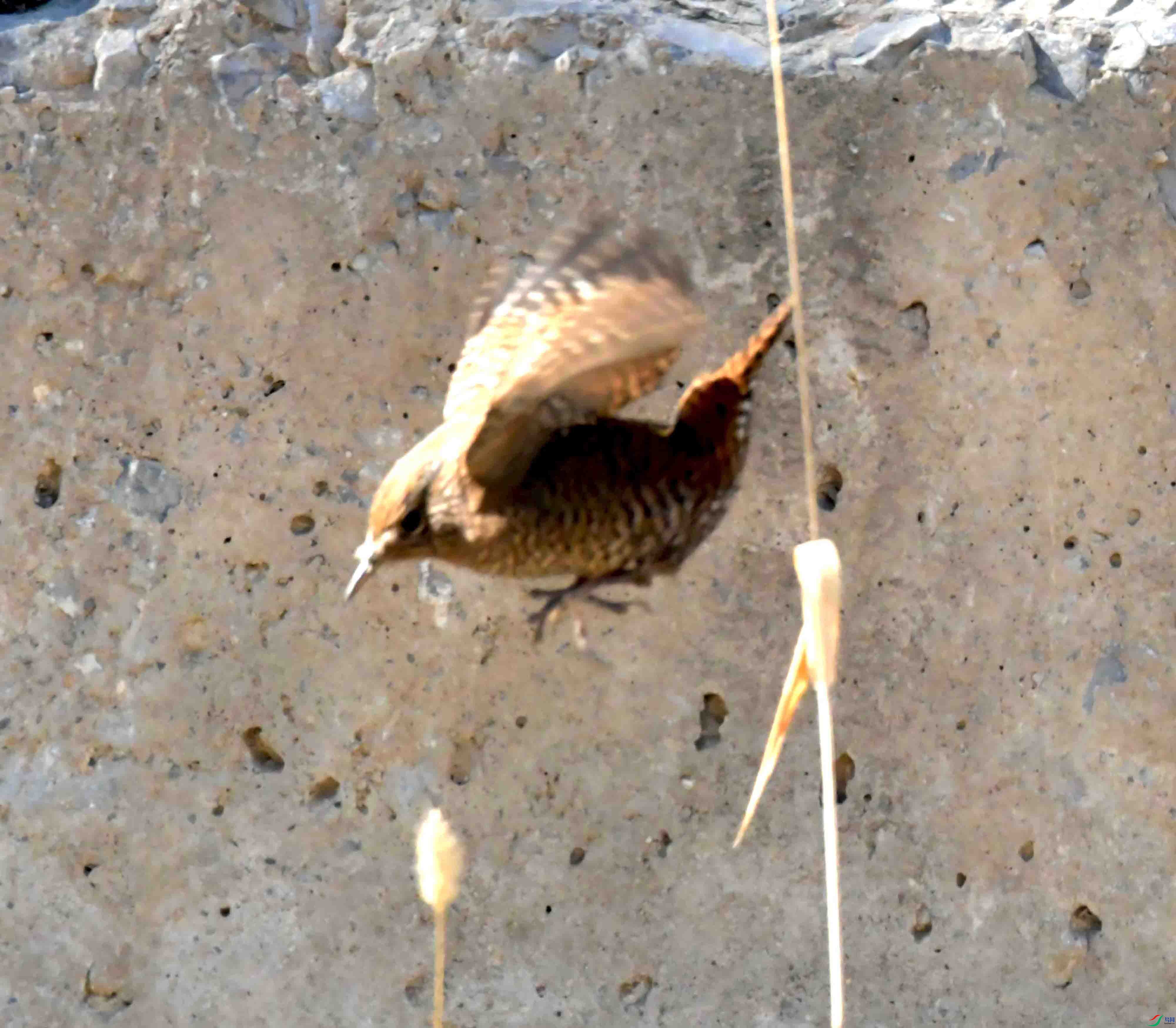 DSC_9540.JPG