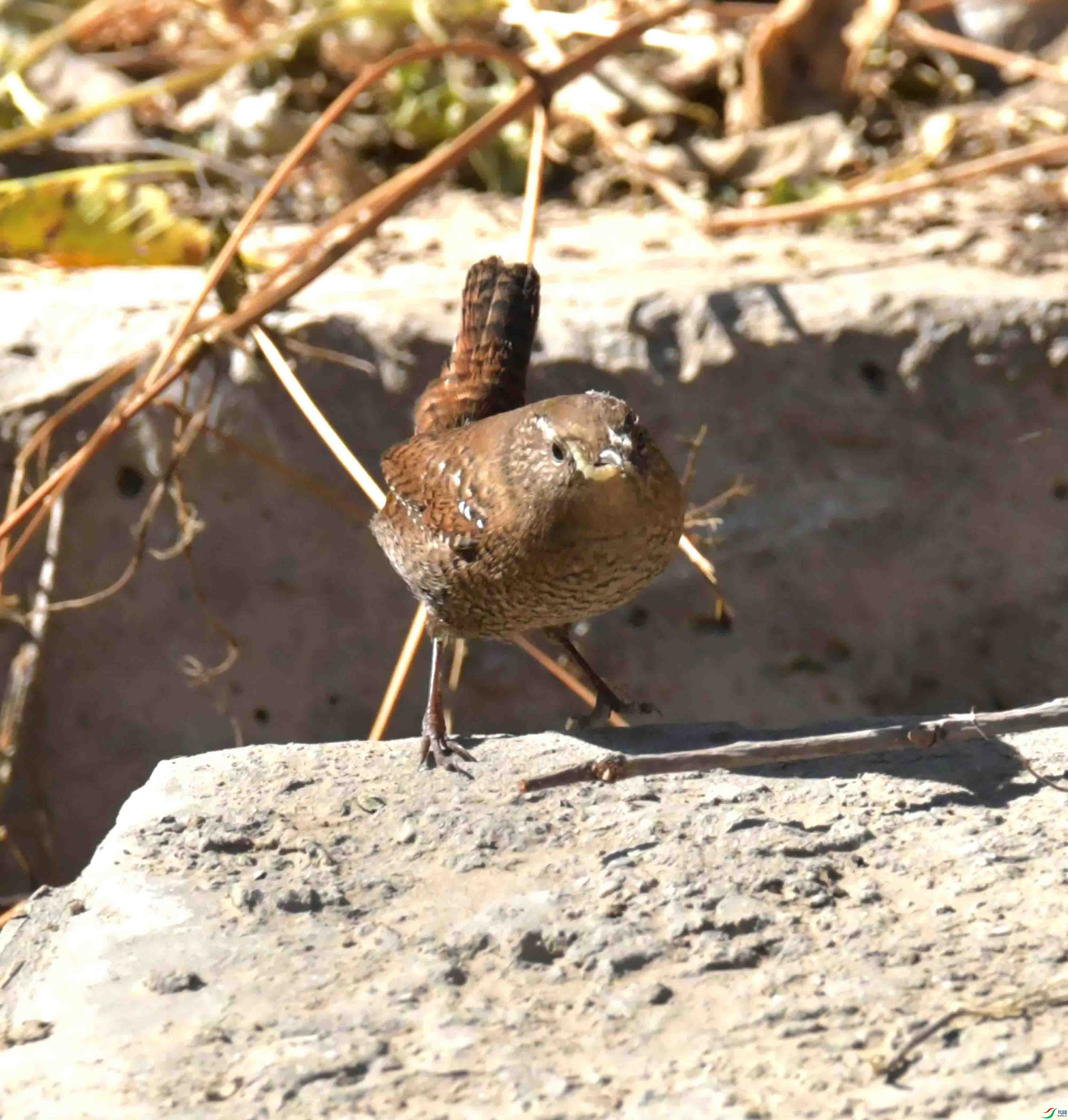 DSC_9551.JPG
