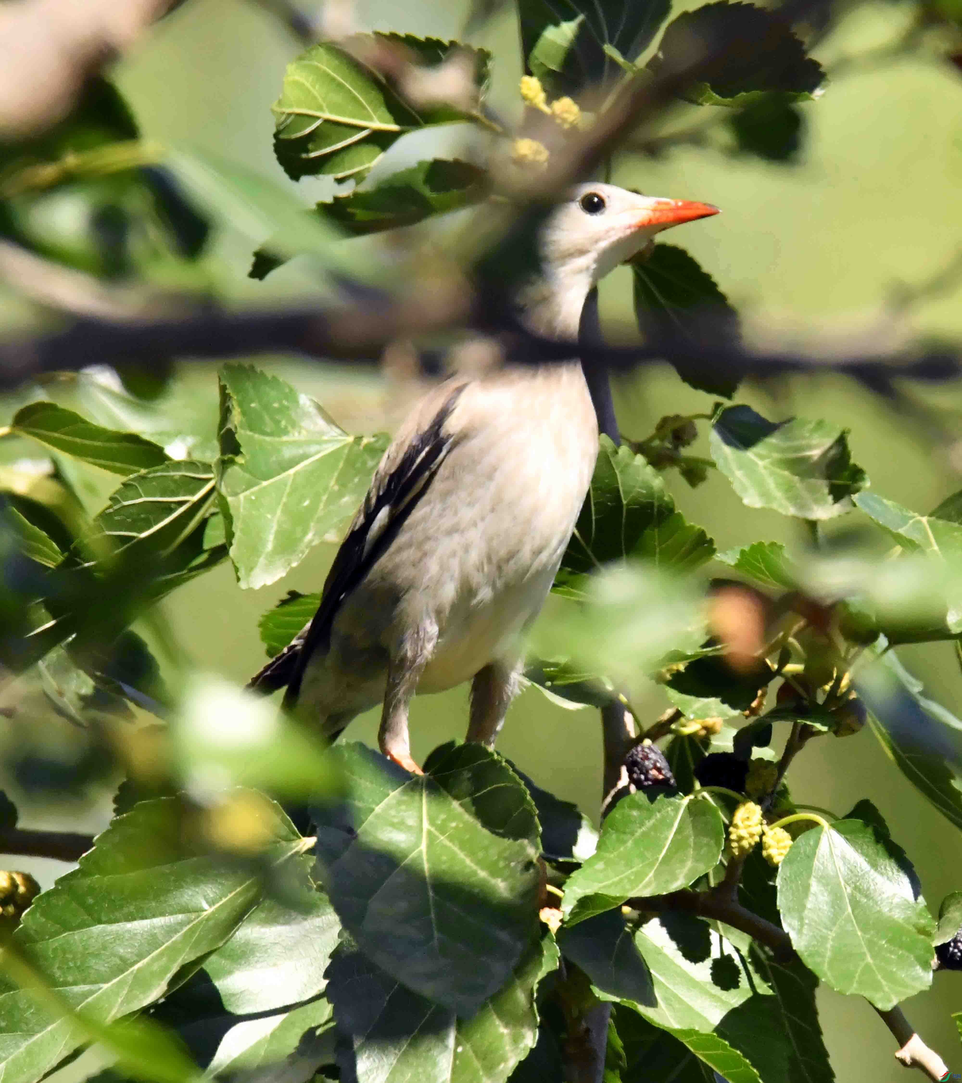 DSC_3565.JPG