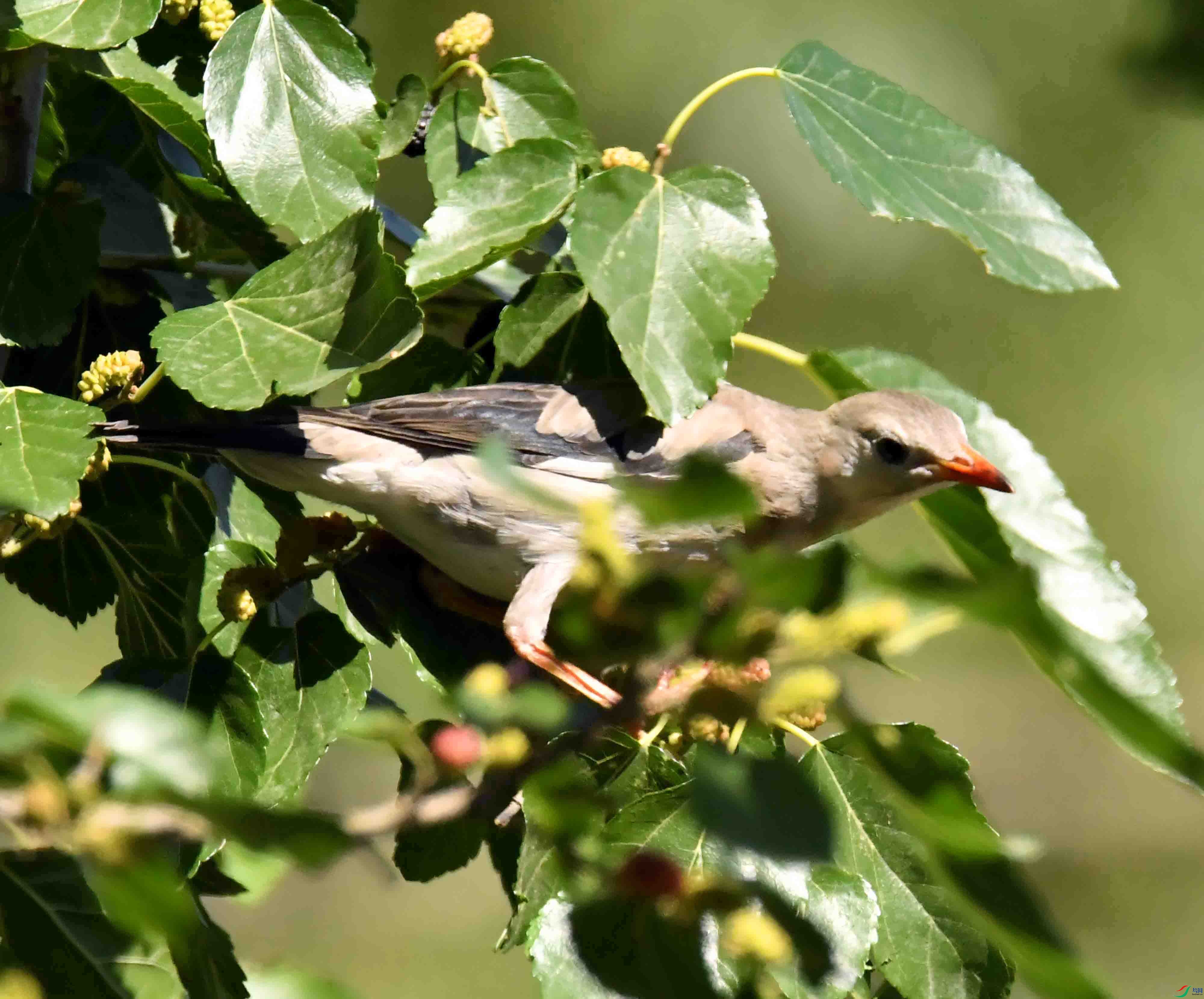 DSC_3609.JPG