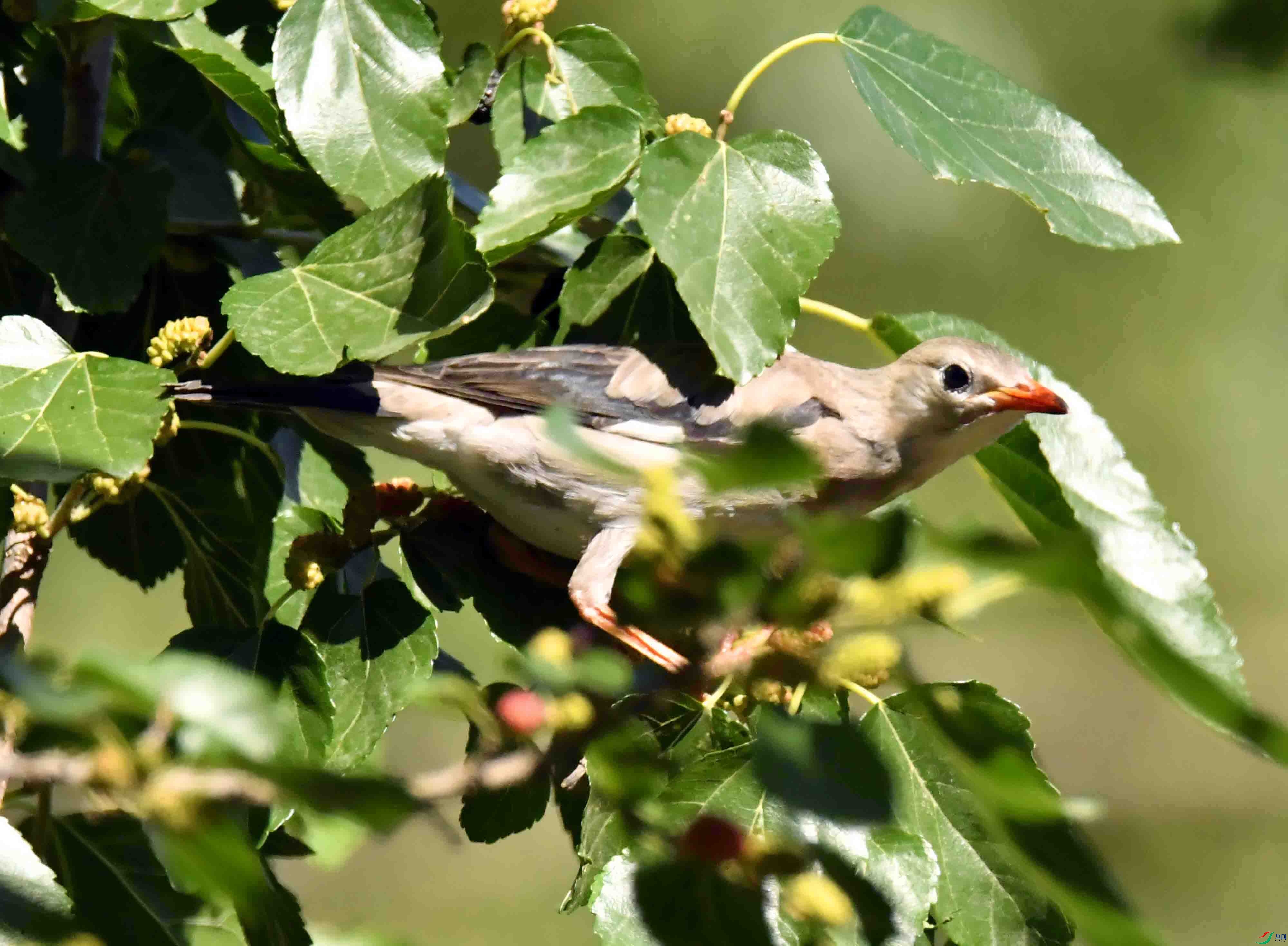 DSC_3608.JPG