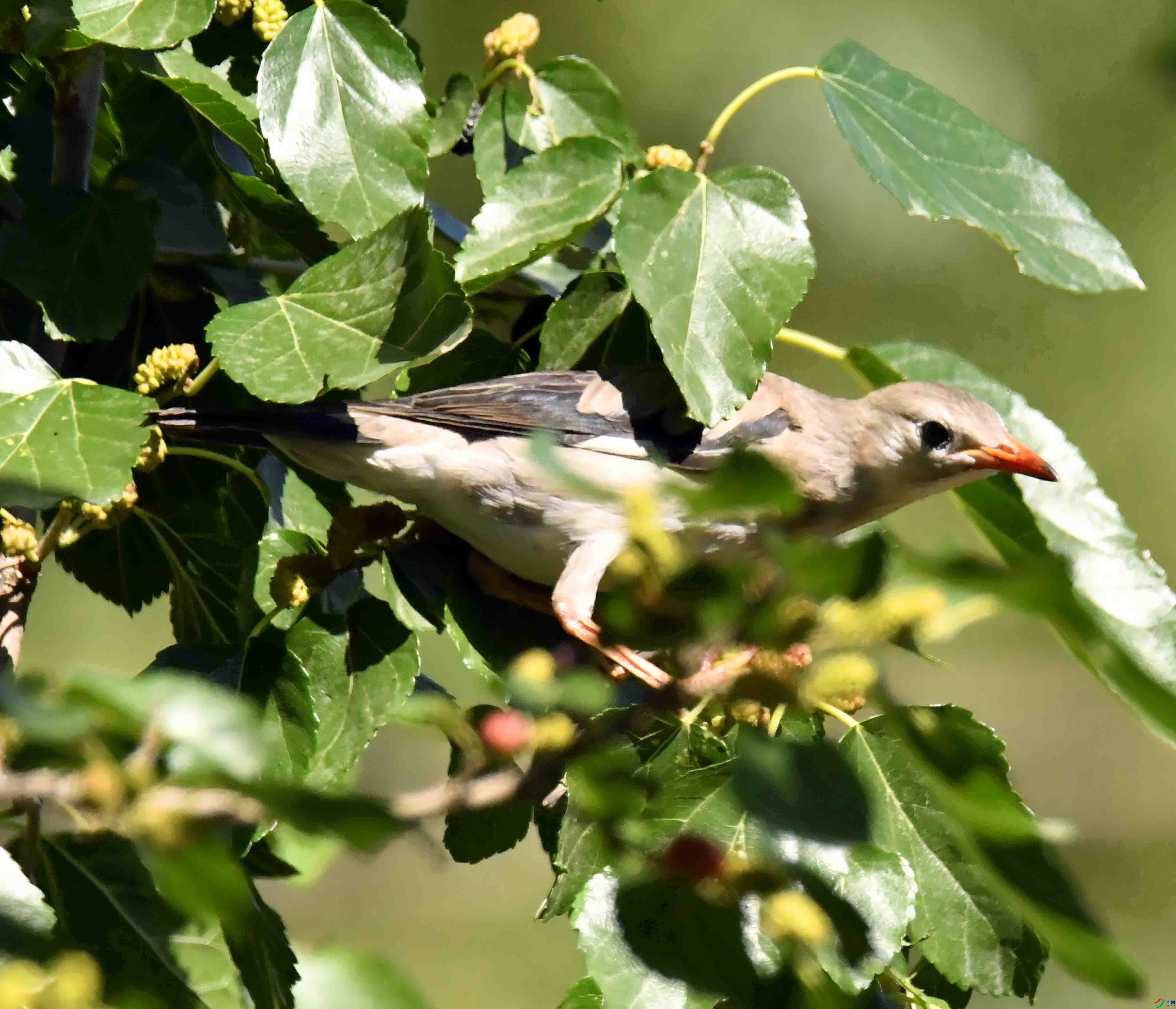 DSC_3610.JPG