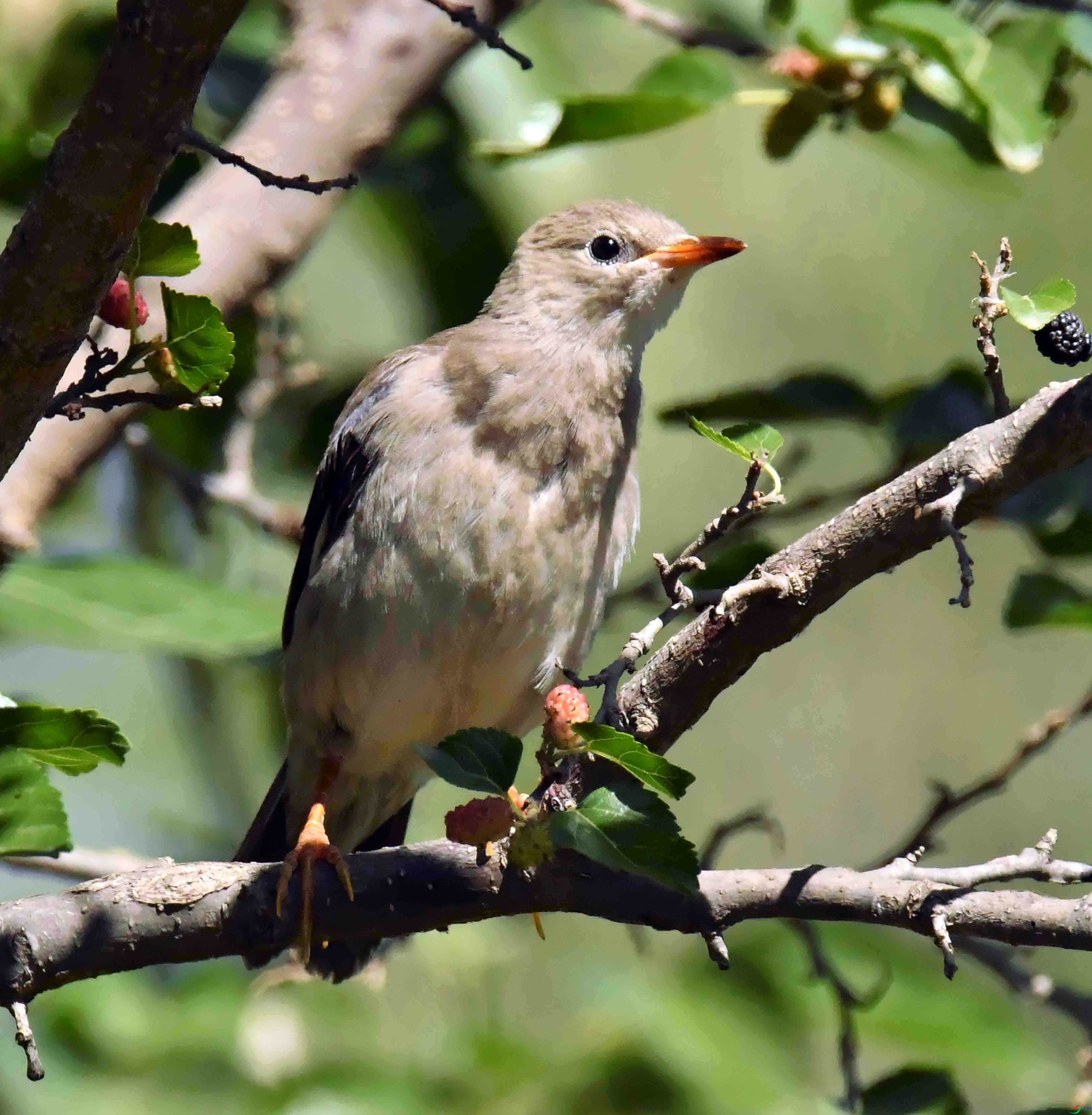 DSC_3628.JPG