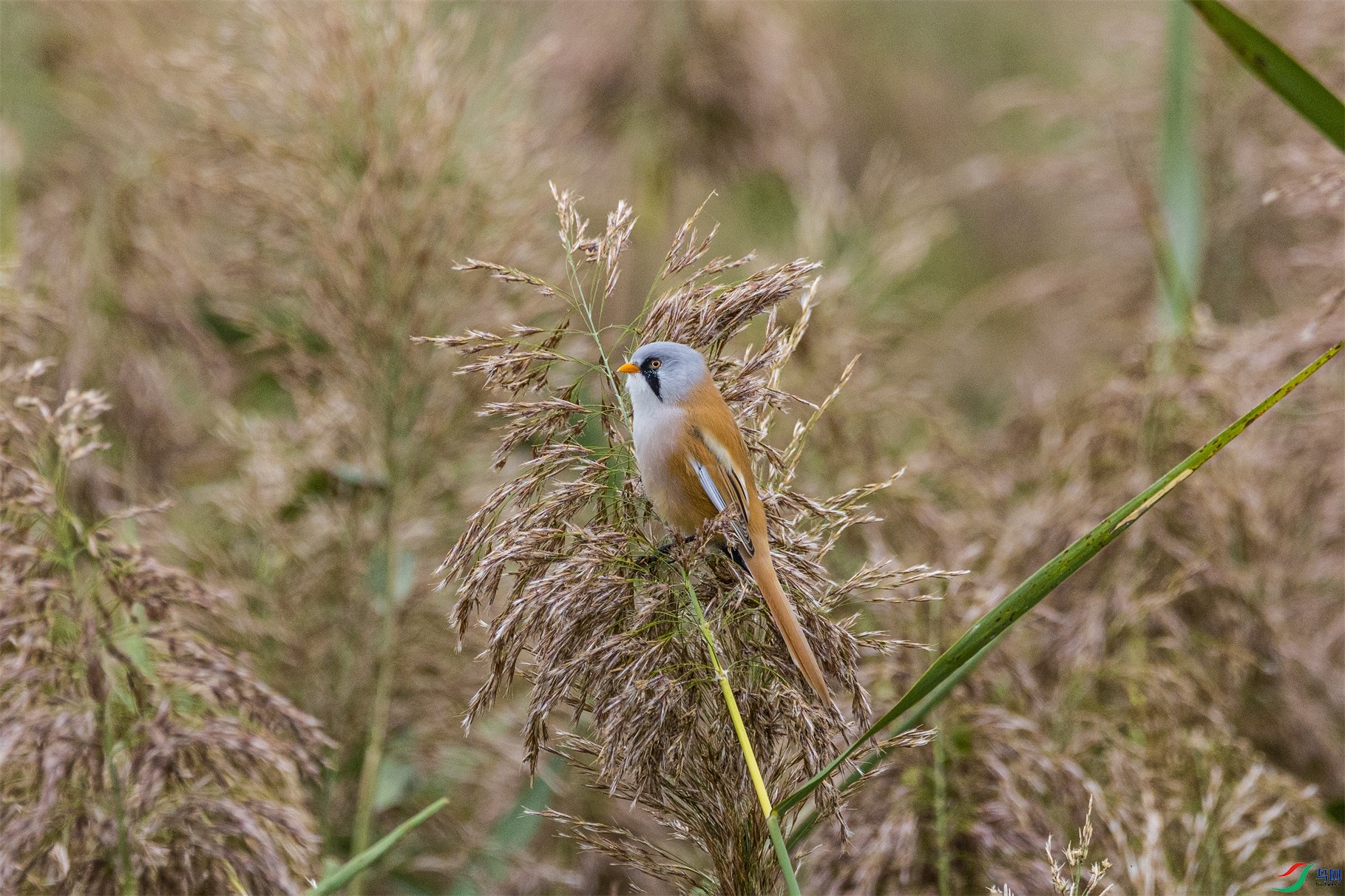 1K3A9589 ����1.jpg