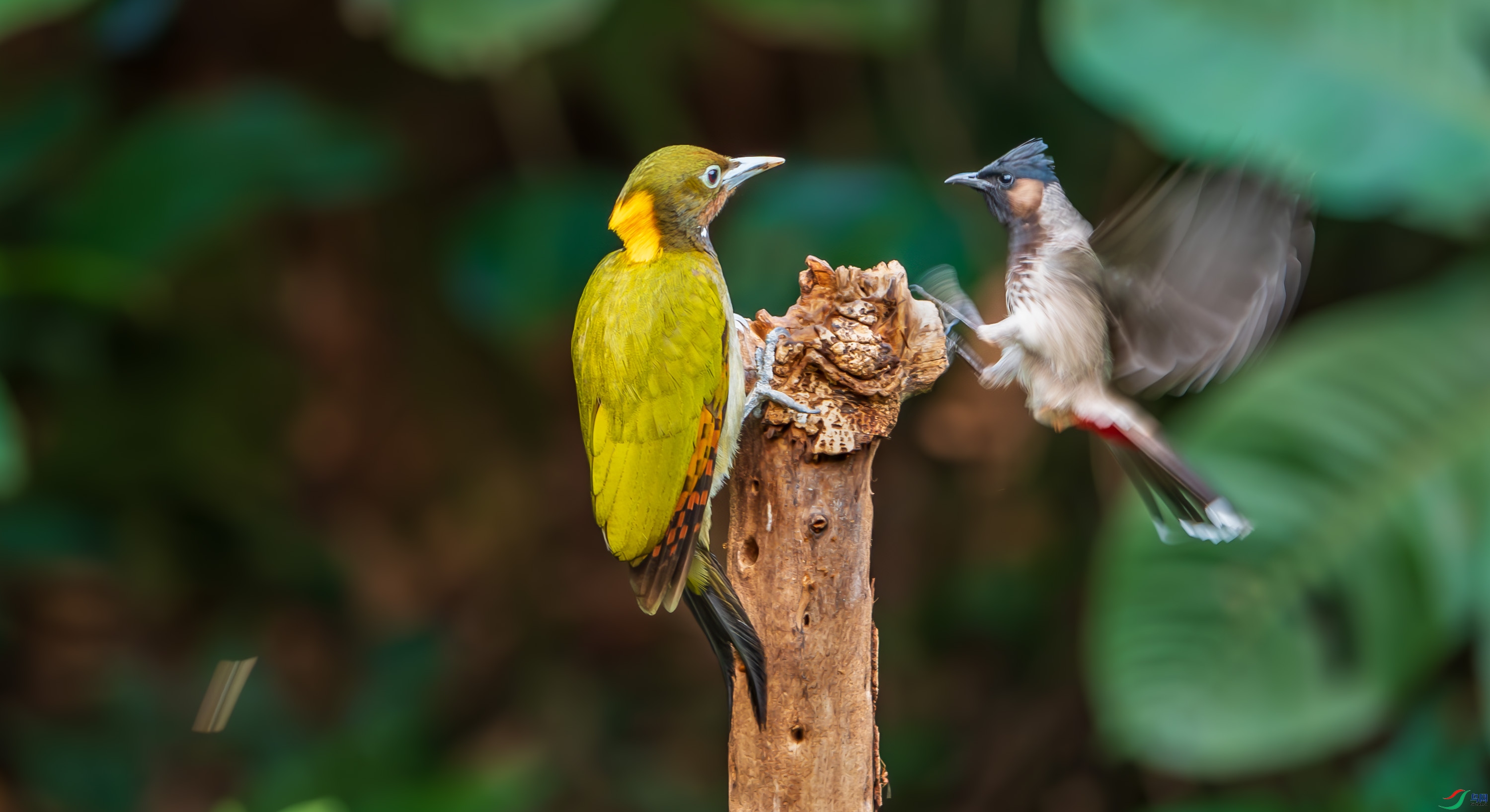 DSC_4732-2.jpg