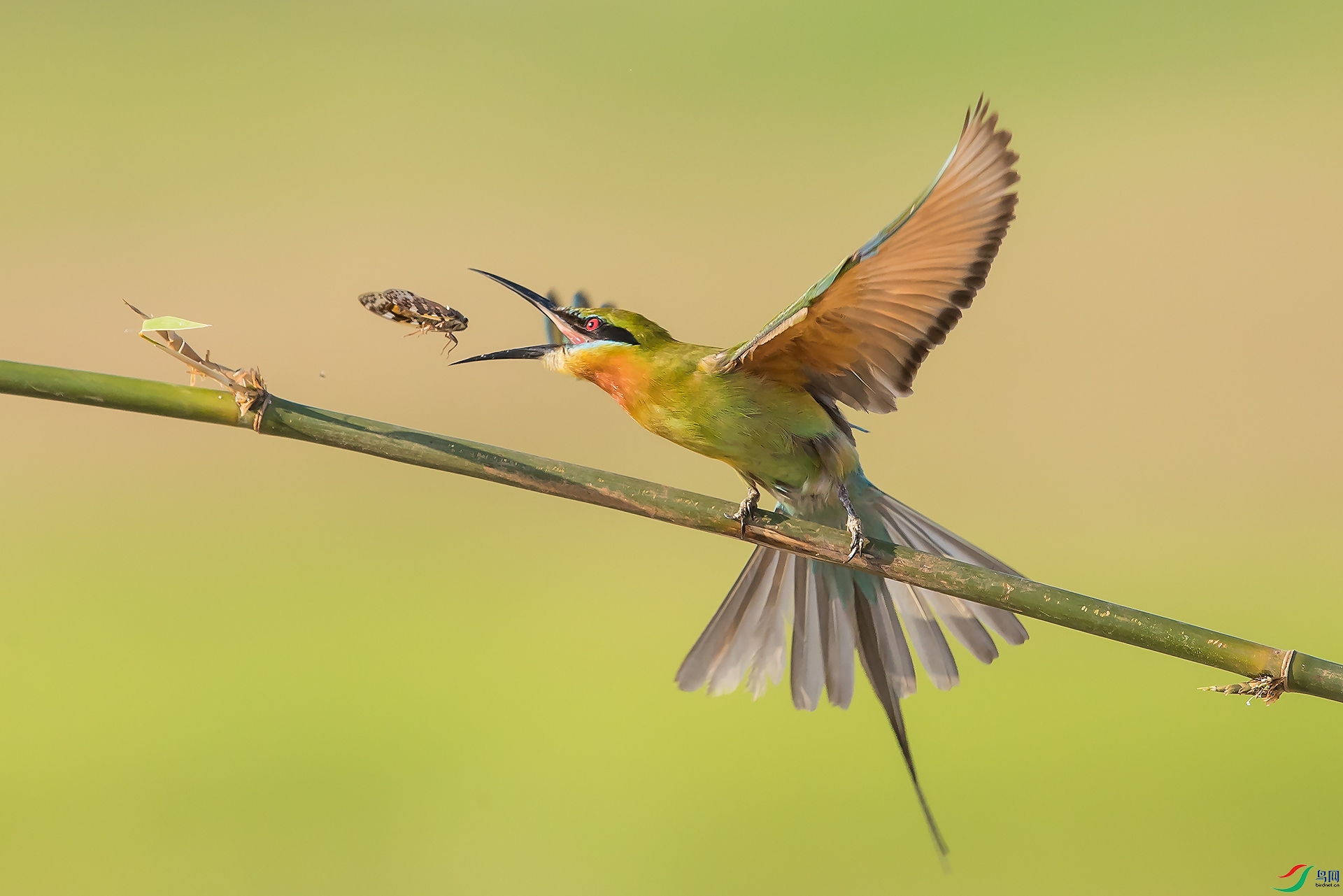 The cicada enters the bird's mouth.jpg