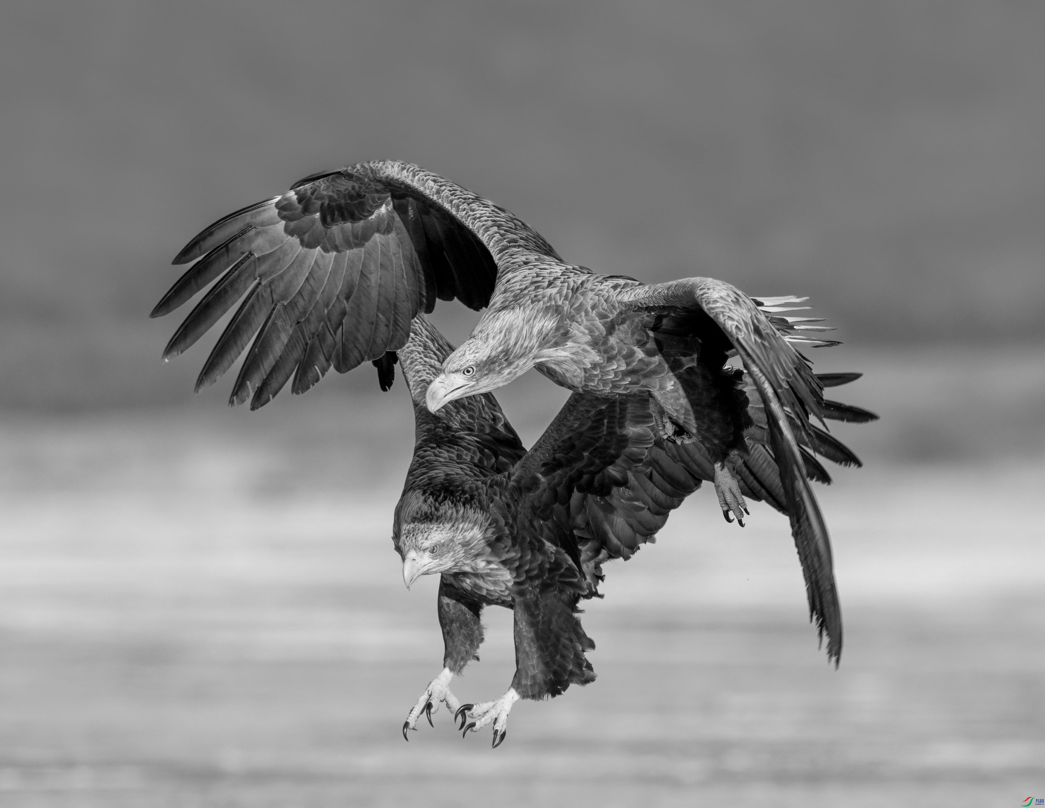 dual flight.jpg