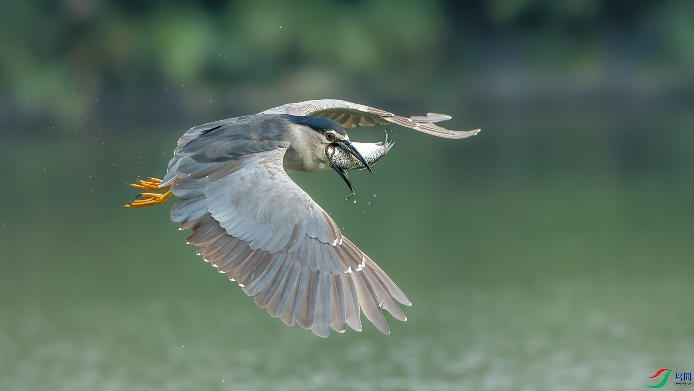Swallow in air.jpg