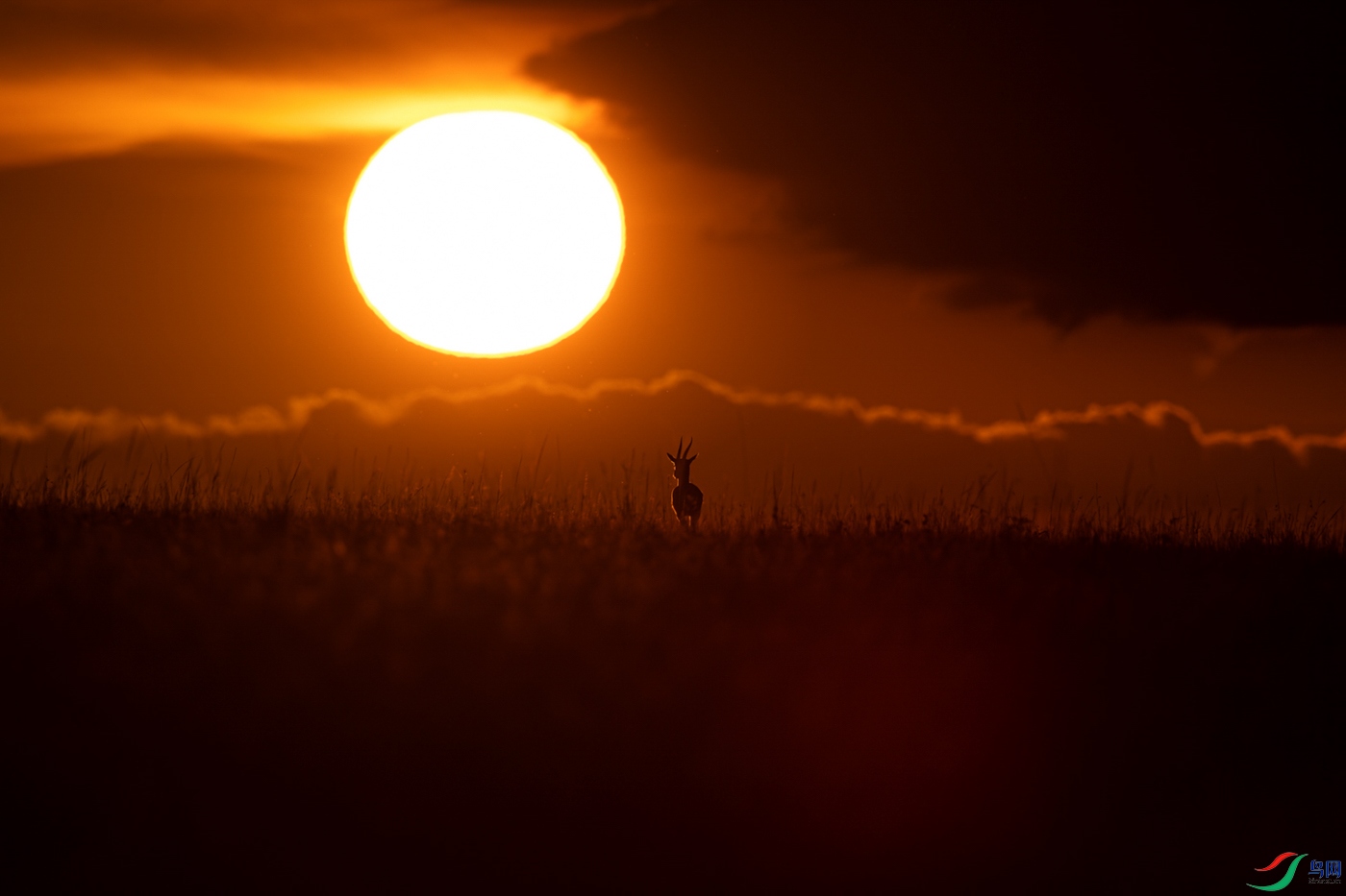 Impressions of Masai Mara in March.jpg