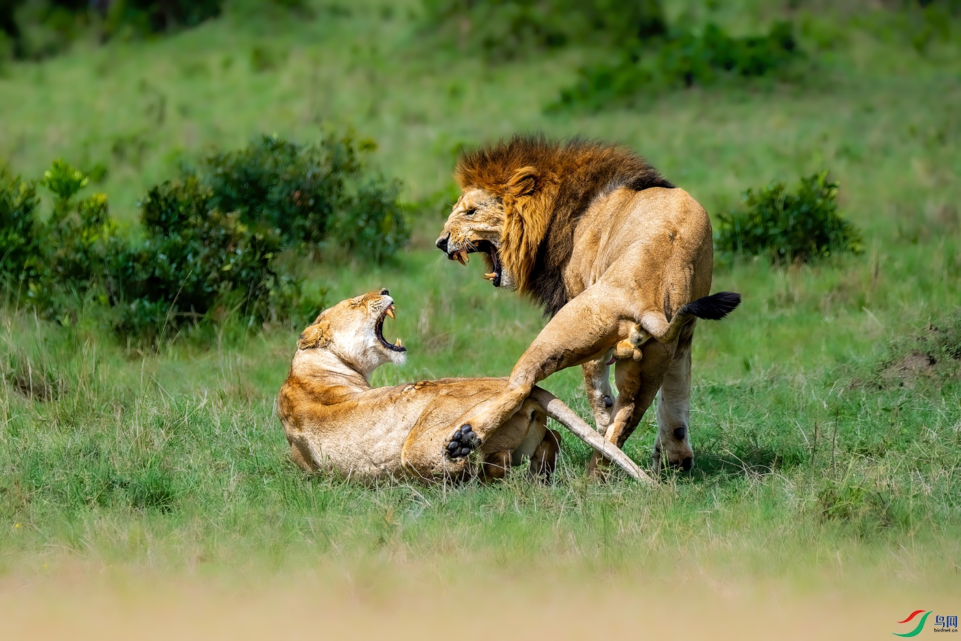 African lion mating season.jpg