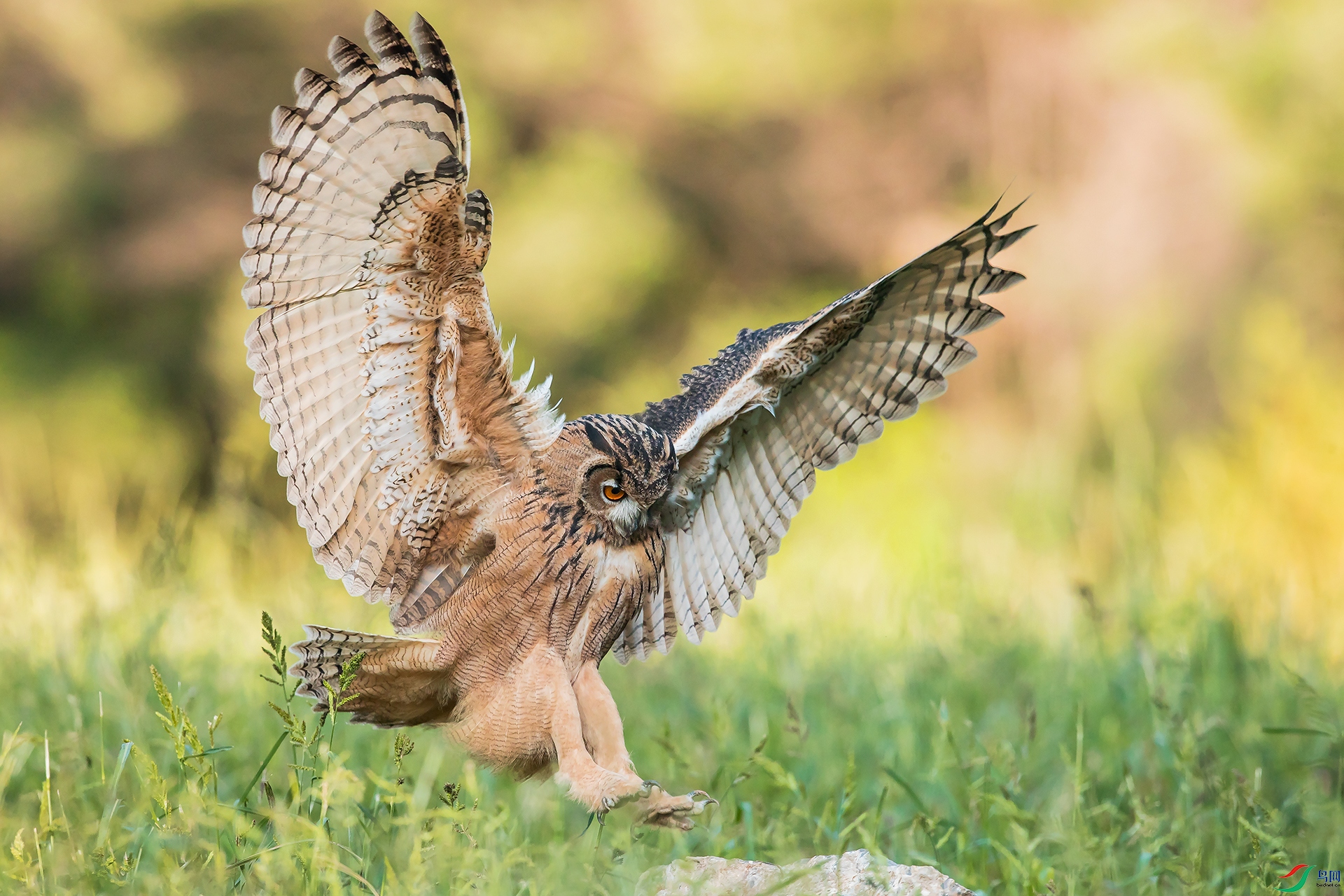 touch down.jpg