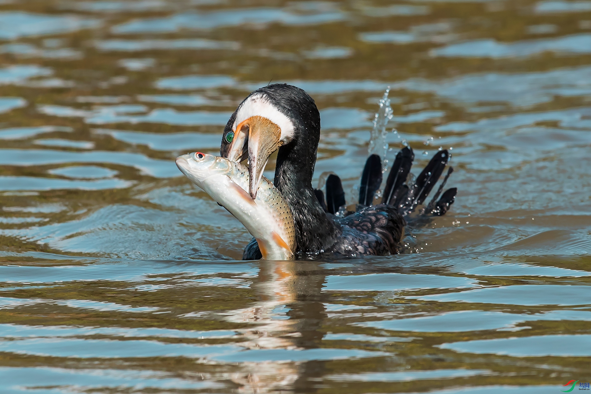 Cormorants hunt for food.jpg