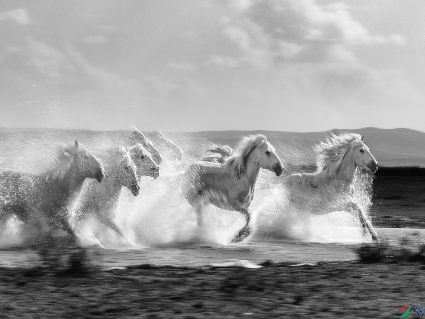 The horse treads the water.jpg
