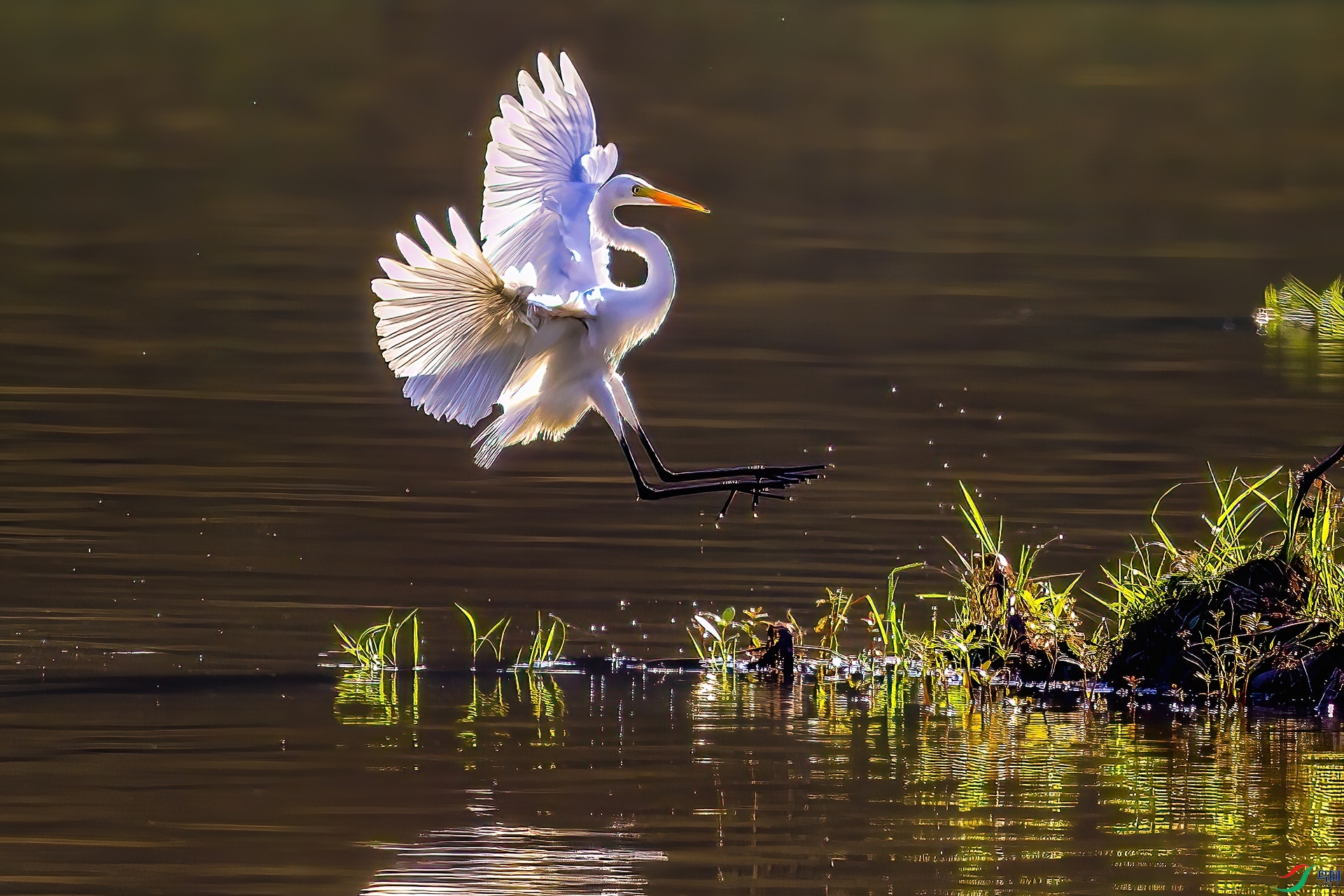 The morning light is shadowing herons.jpg