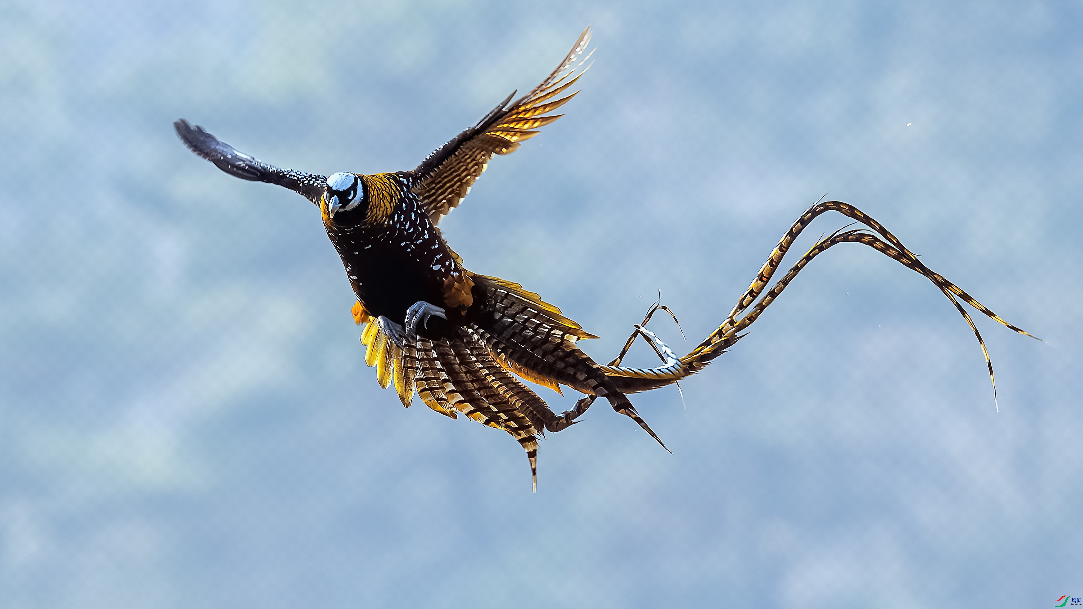 Flying Fairy.jpg