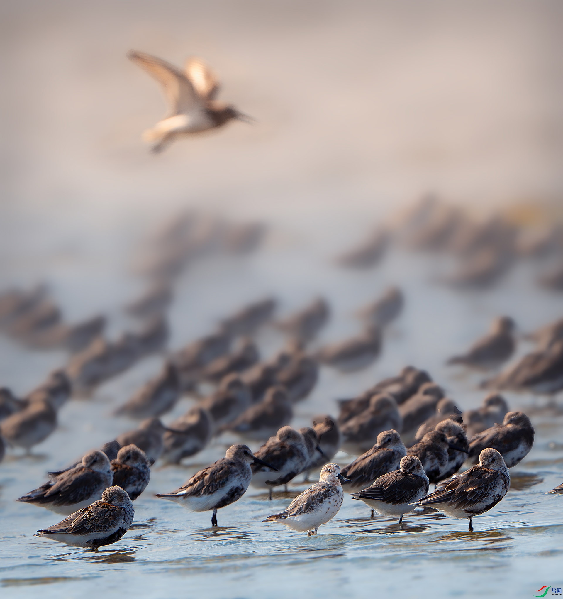 _DSC0633-����ǿ-NR ����.jpg