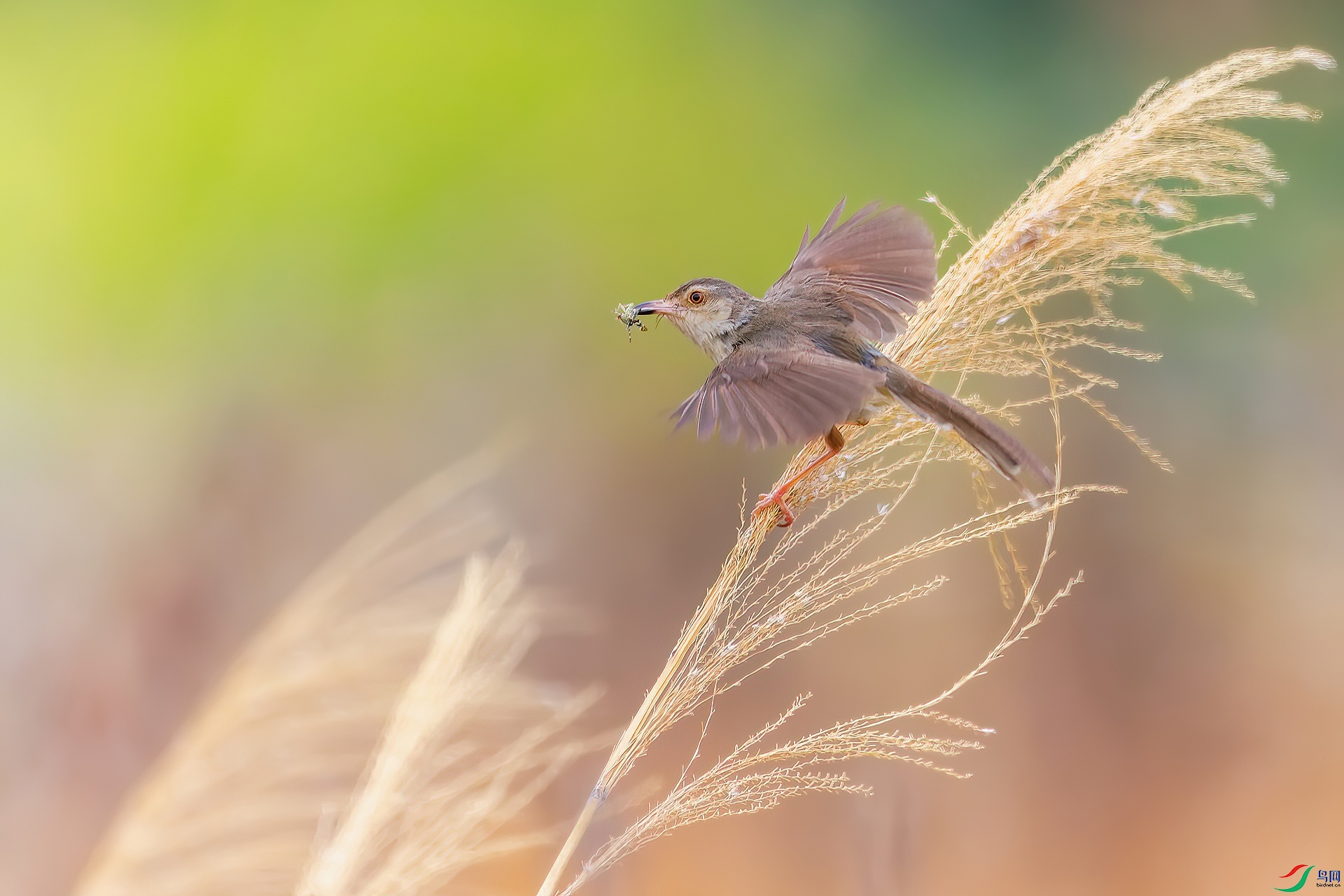 early bird.jpg