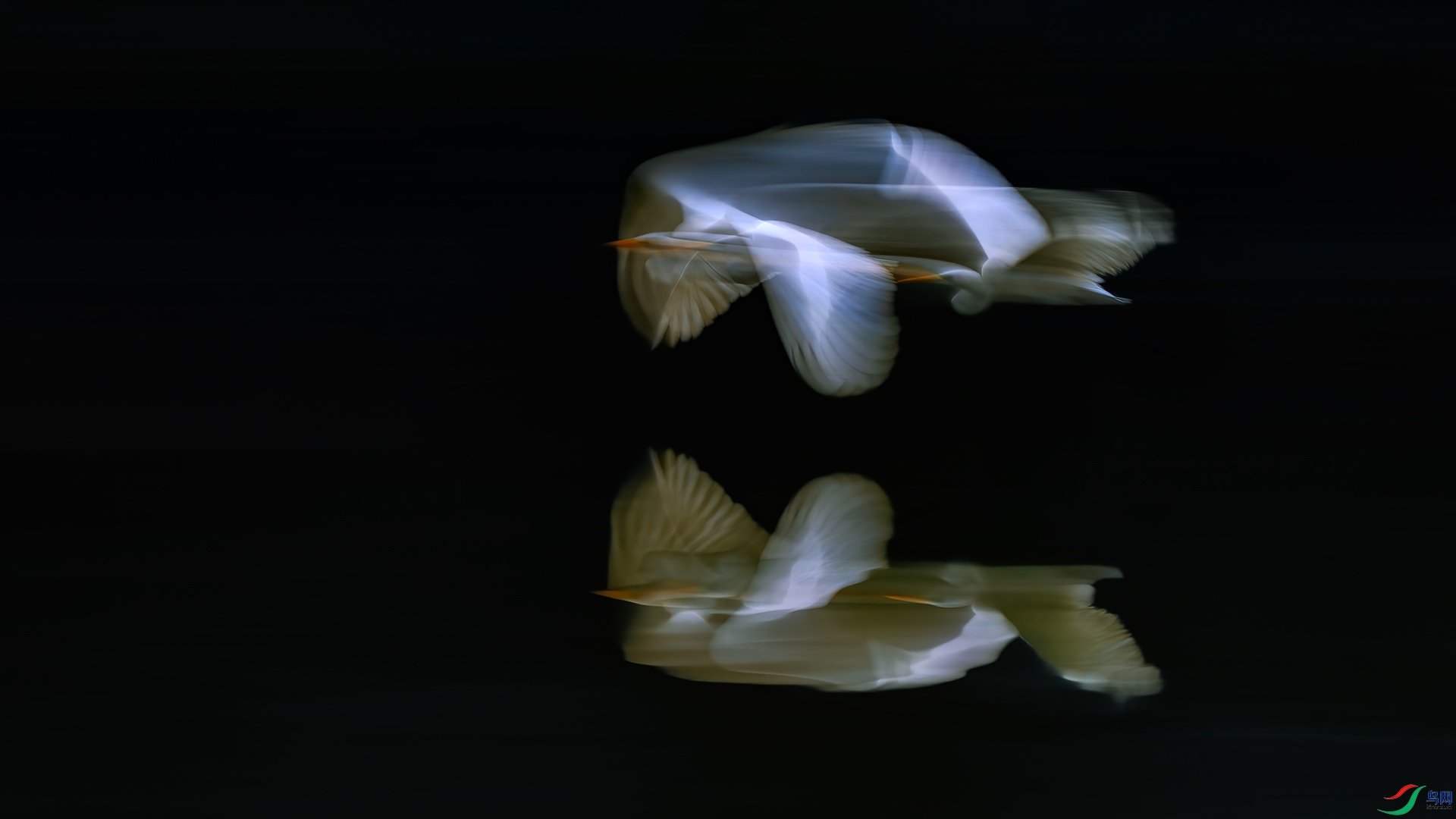 The pear flower fell into the water.jpg