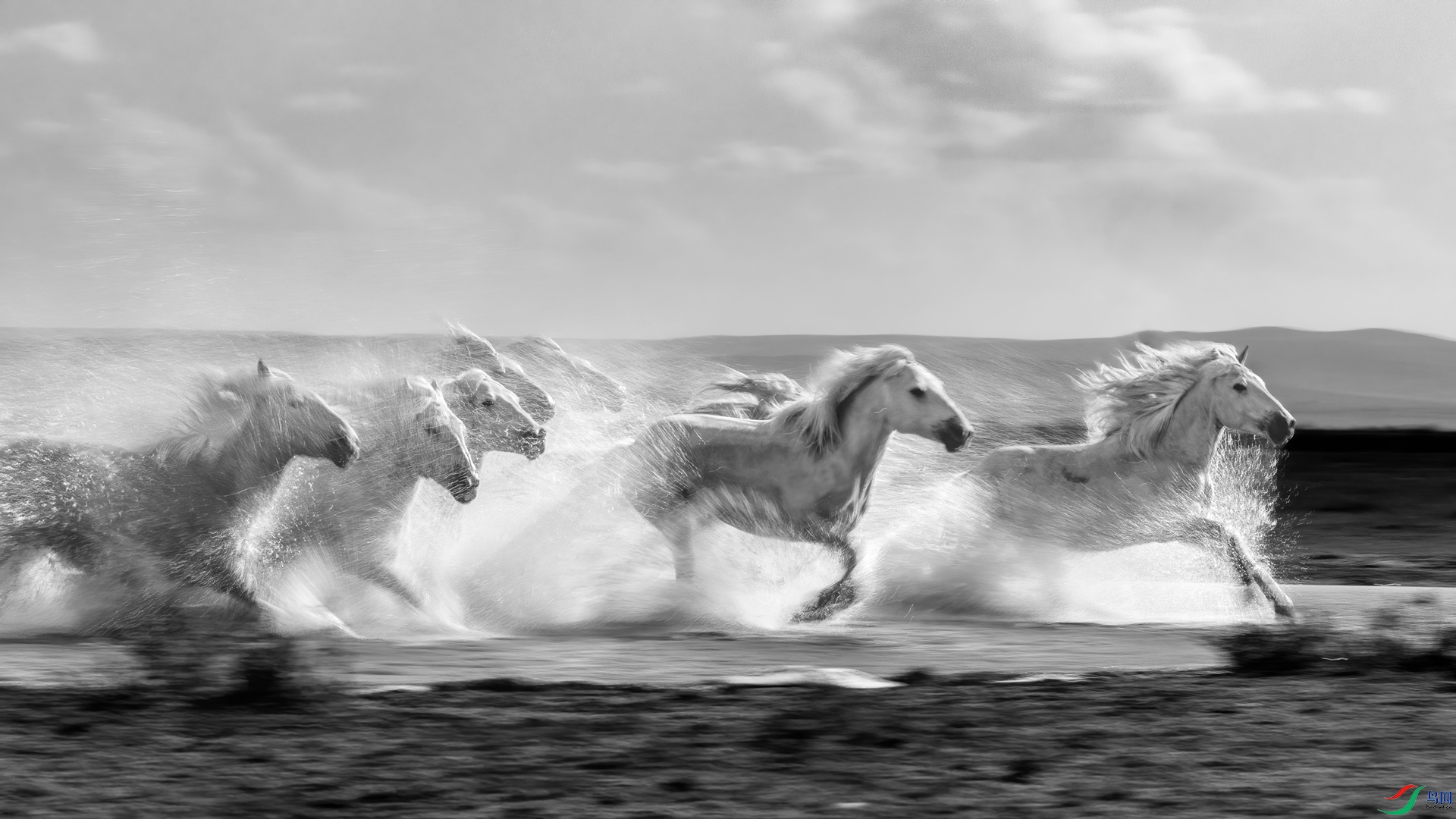 The horse treads the water.jpg