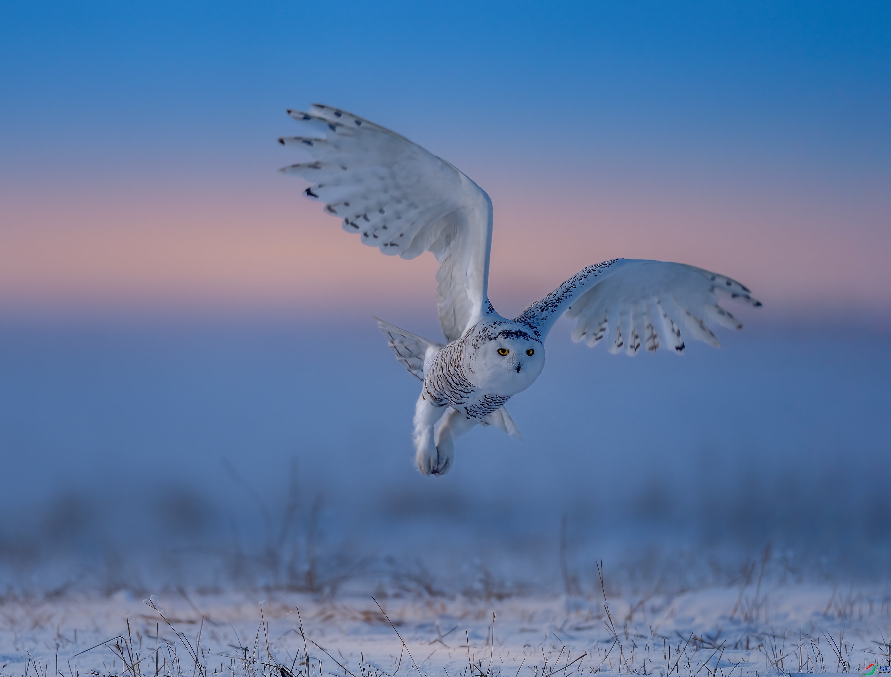 Beautiful snowy owl.jpg