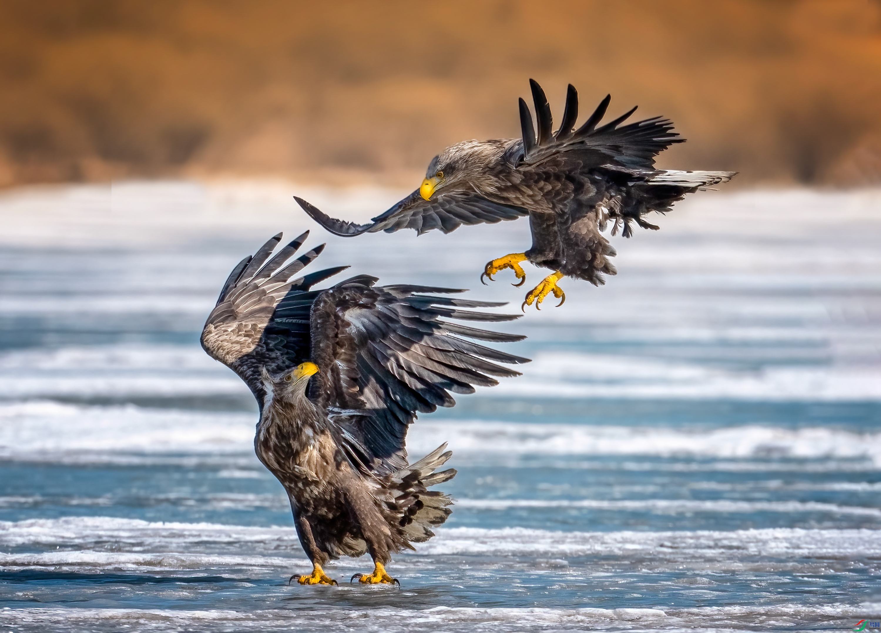 Eagle bearing.jpg