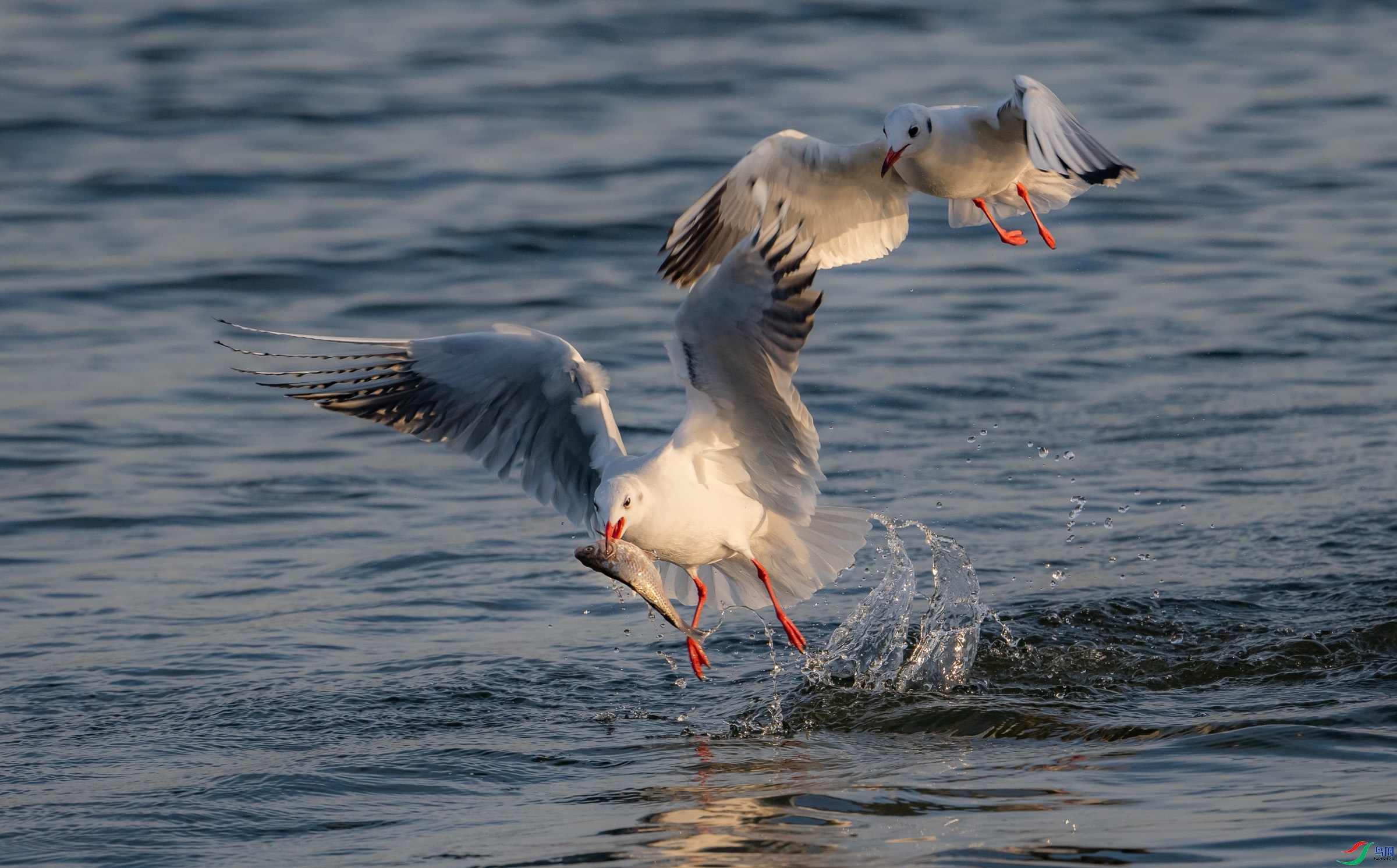 9.5�ɸ�����ʦ��Ʒ   ����Ÿ  �ٻ�2023��9��5��ÿ�ռ�����.jpg