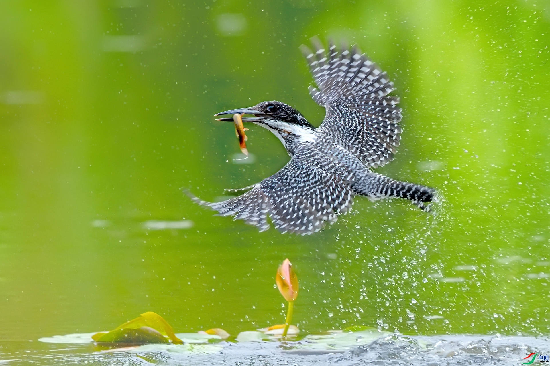 8.31�ɵ���ʦ��Ʒ   ���㹷  �ٻ�2023��8��31����ҳ������.jpg