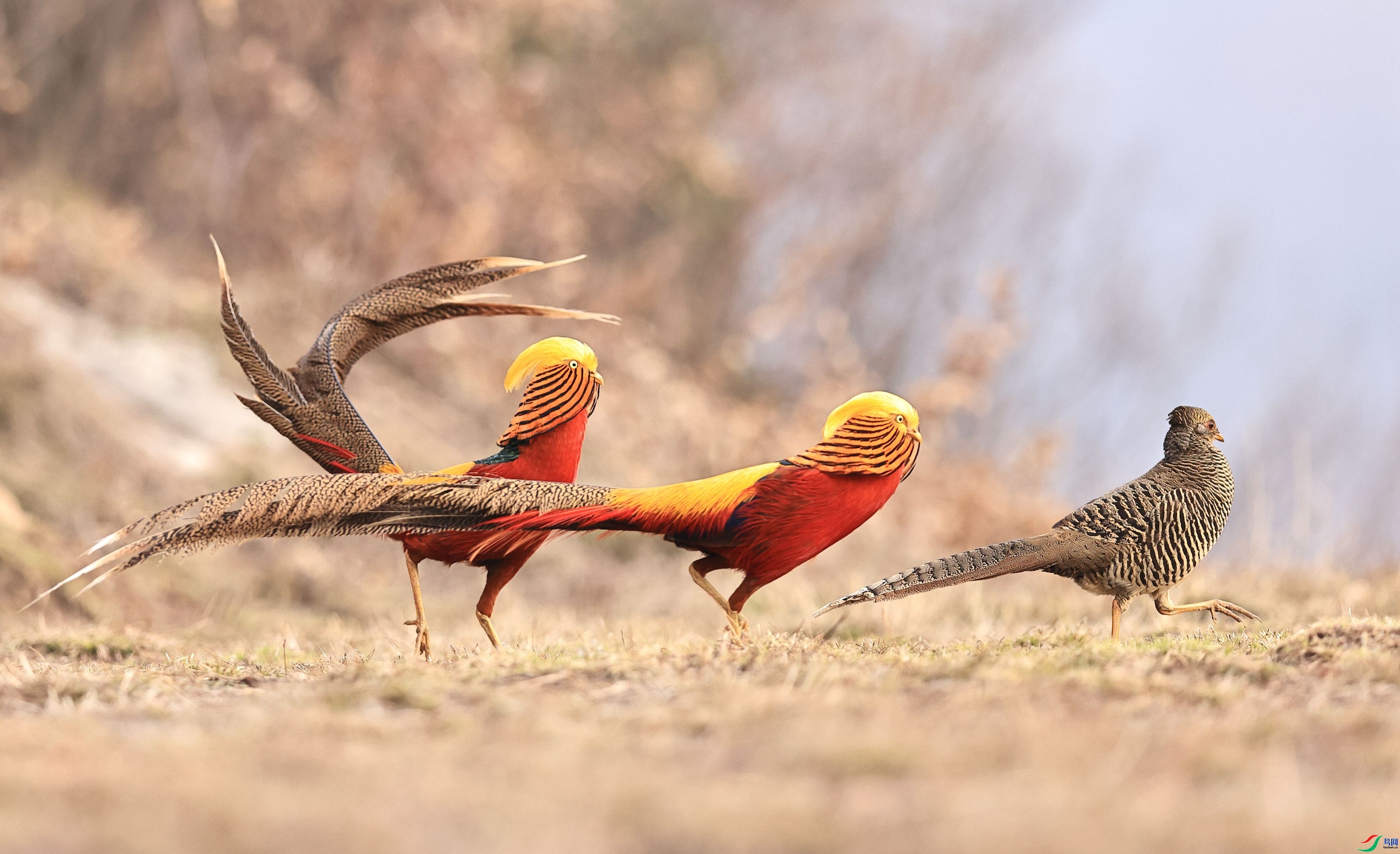 8.31����Ұ����ʦ��Ʒ   �츹����  �ٻ�2023��8��31����ҳ������.jpg