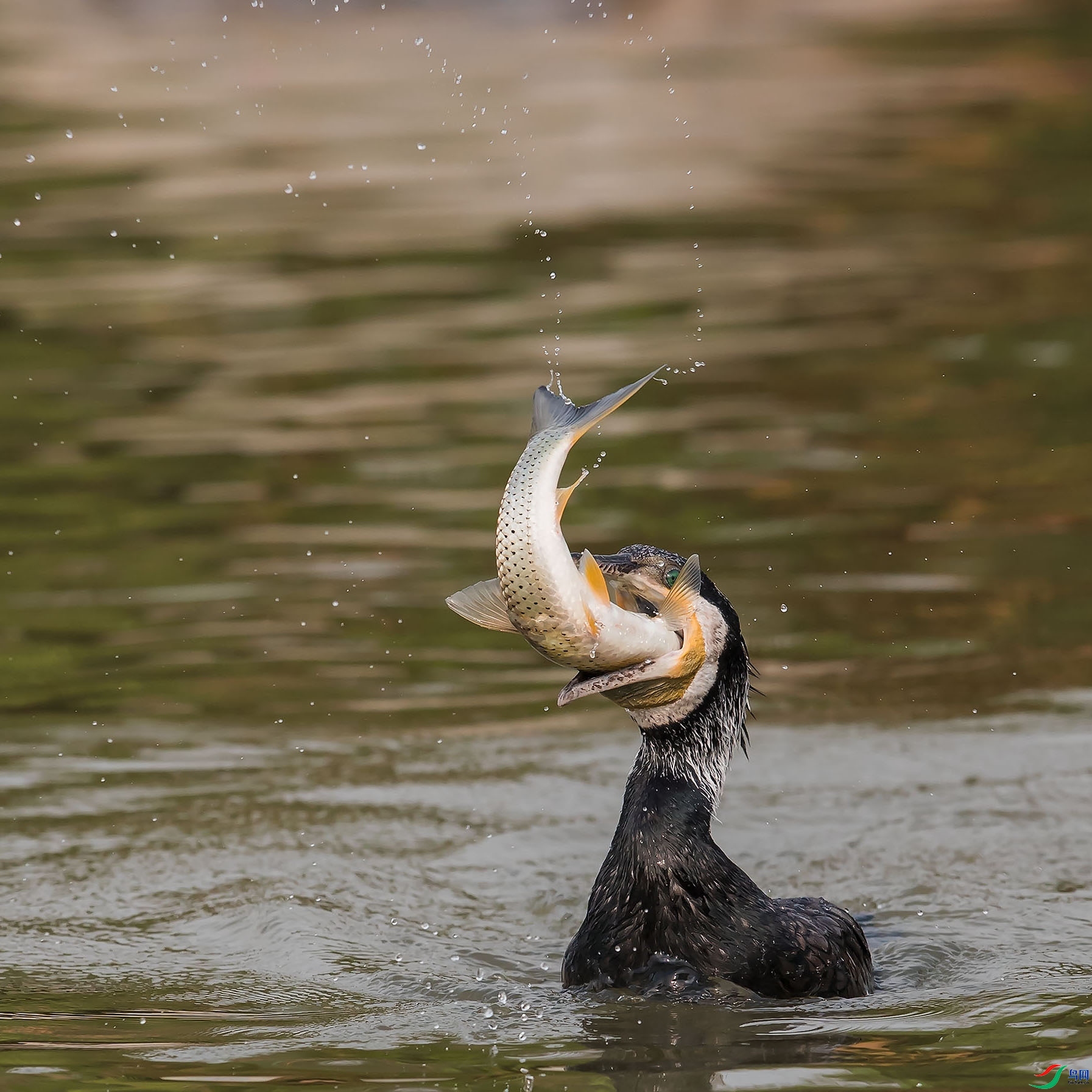 9.1ɽɽɽ��ʦ��Ʒ   ������  �ٻ�2023��9��1����ҳ������.jpg