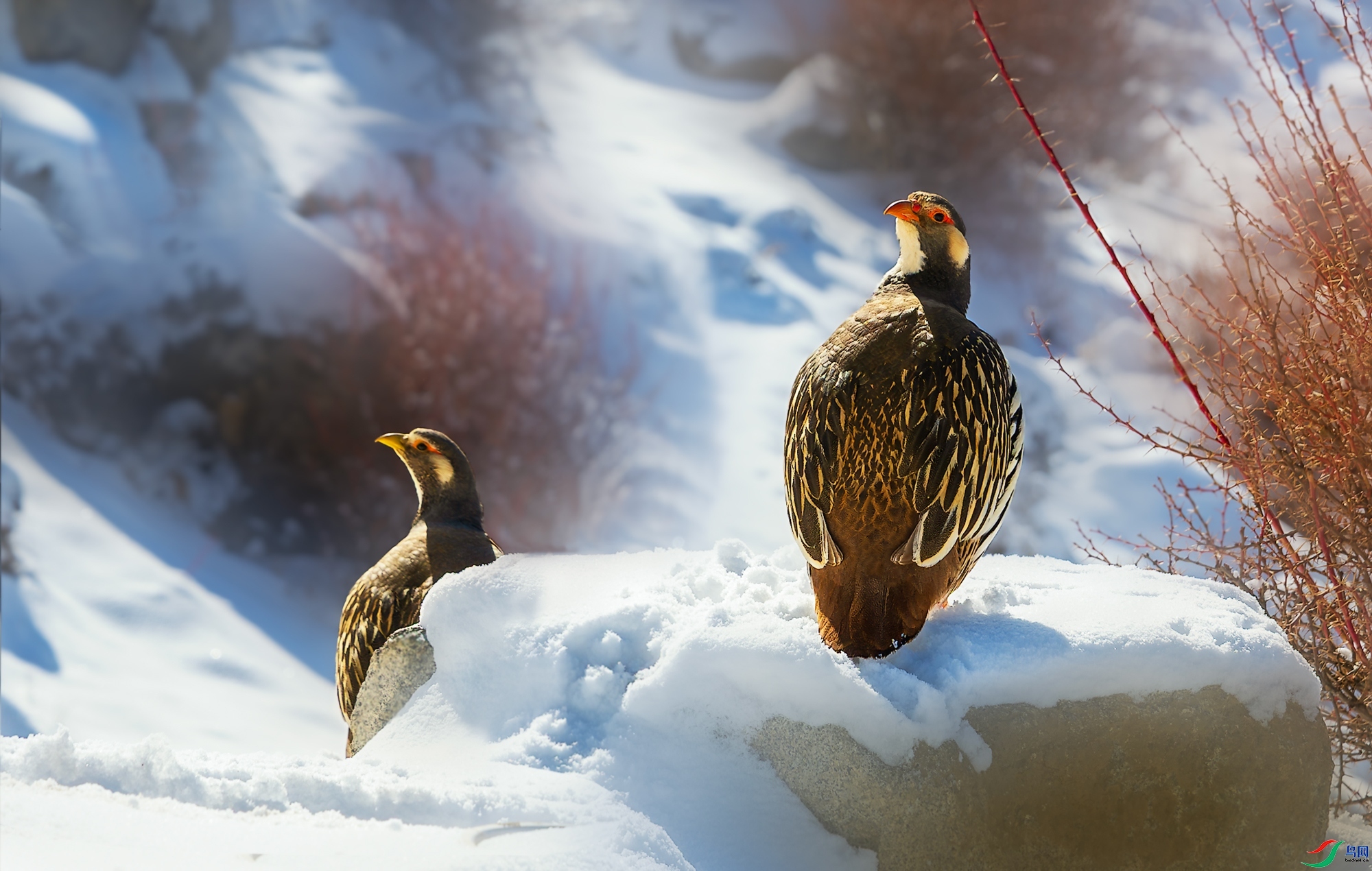 9.2����������ʦ��Ʒ   ѩ����  �ٻ�2023��9��2����ҳ������.jpg