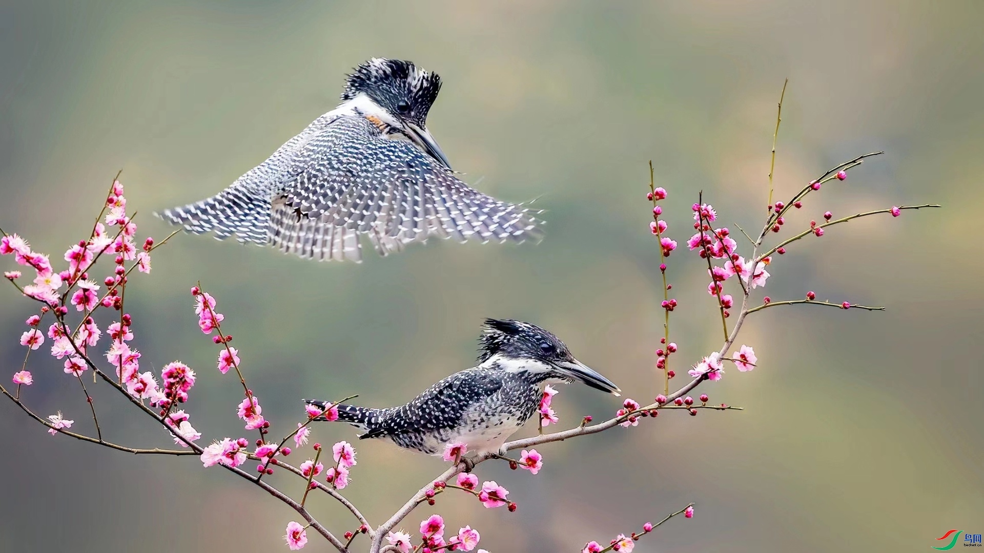 9.3�ɵ���ʦ��Ʒ  ���㹷  �ٻ�2023��9��3����ҳ������.jpg