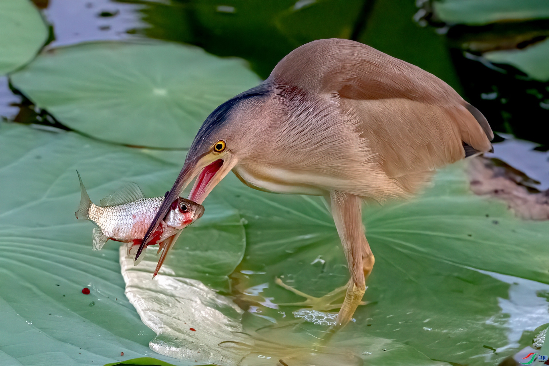 9.4��Ҷ98��ʦ��Ʒ   ����  �ٻ�2023��9��4����ҳ������.jpg