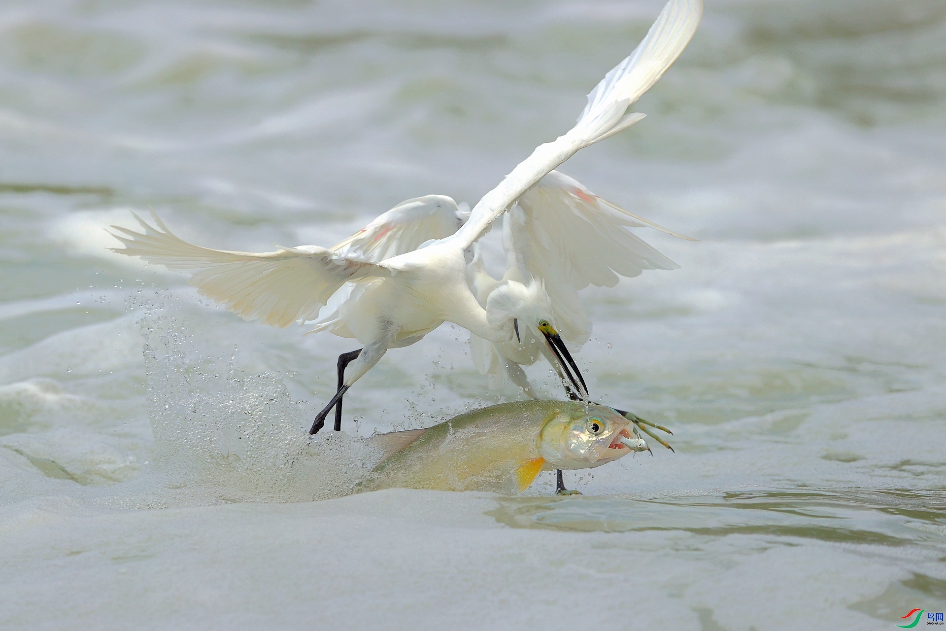 9.4��Ұ�Ÿ���ʦ��Ʒ   ����  �ٻ�2023��9��4����ҳ������.jpg