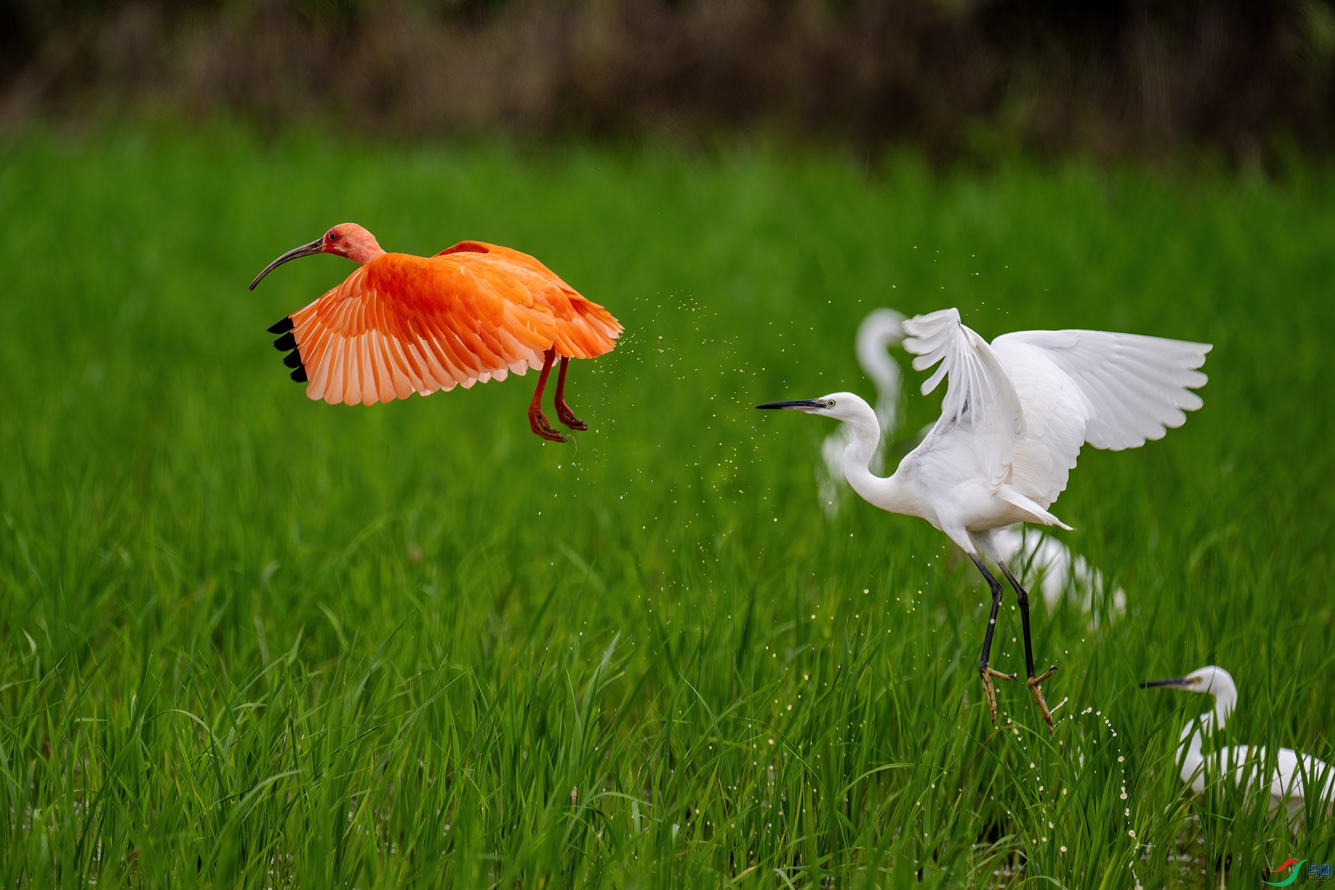 _DSC9611 ���� 2.jpg