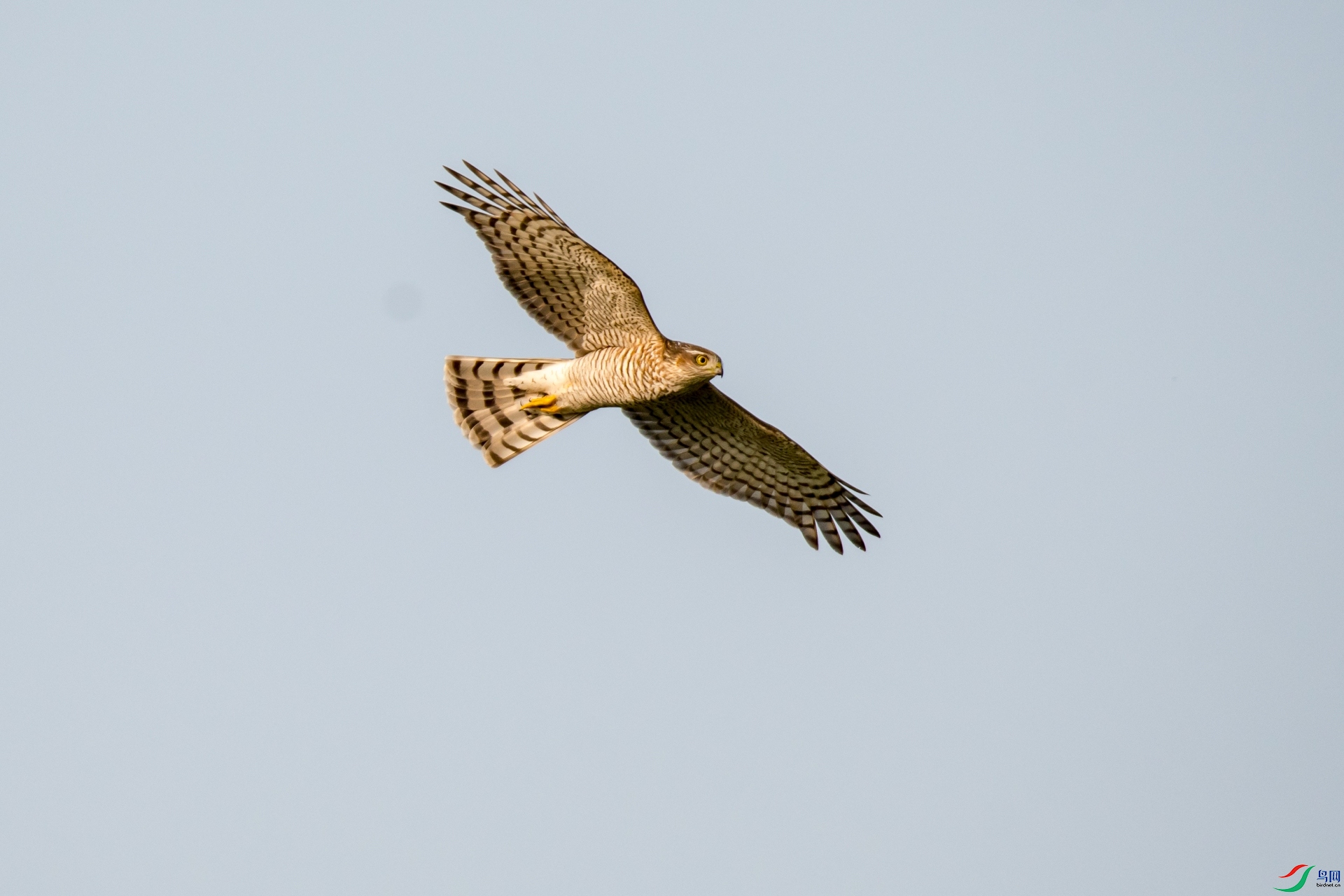 ӥ������