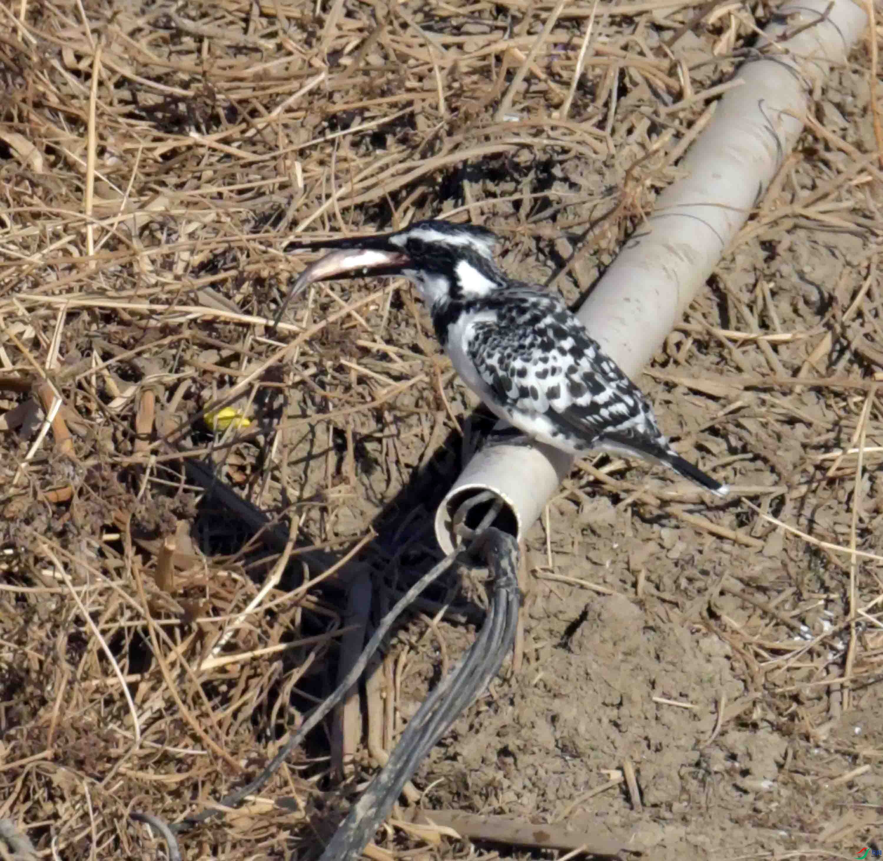 DSC_0974.JPG