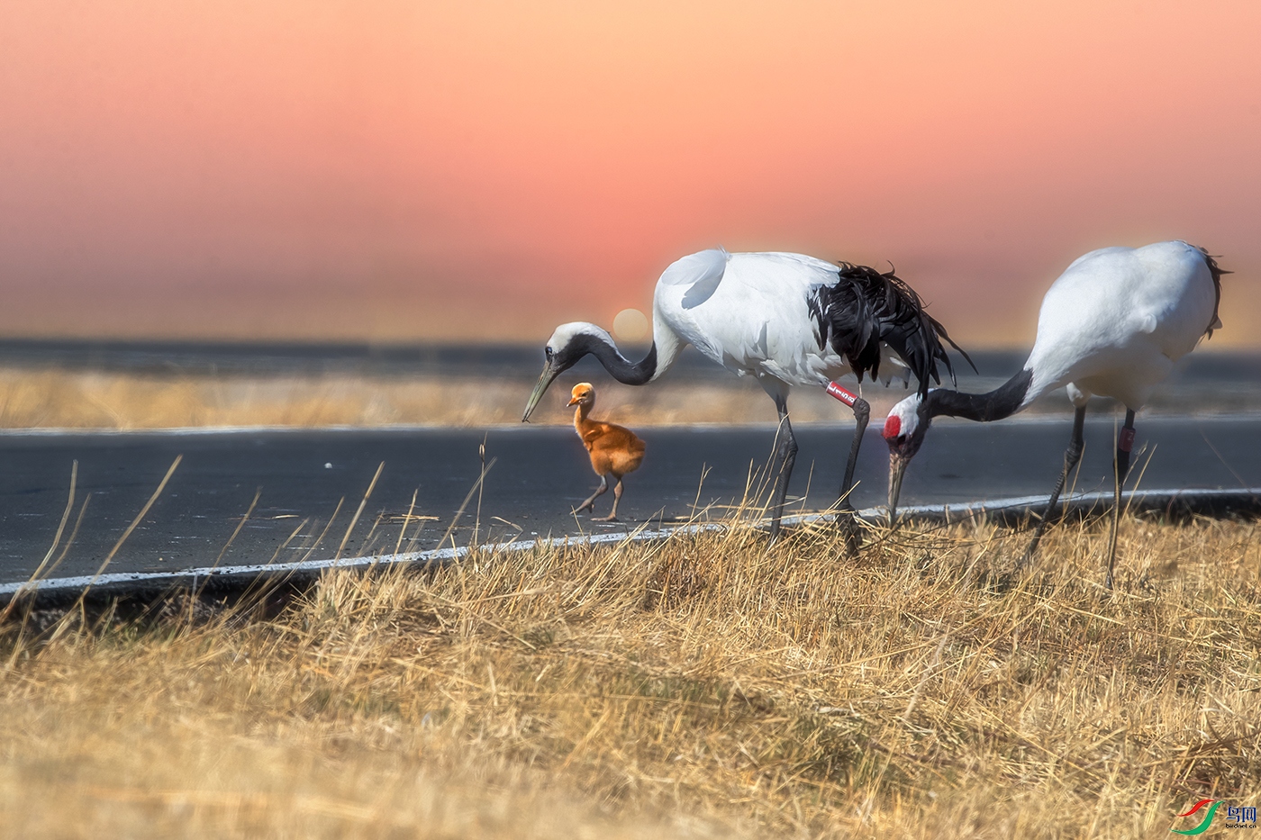 ������----��·С��ʹ