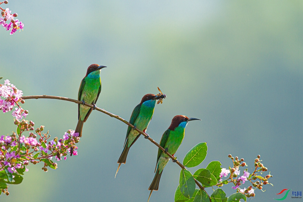 �����仢 (2)_����.jpg