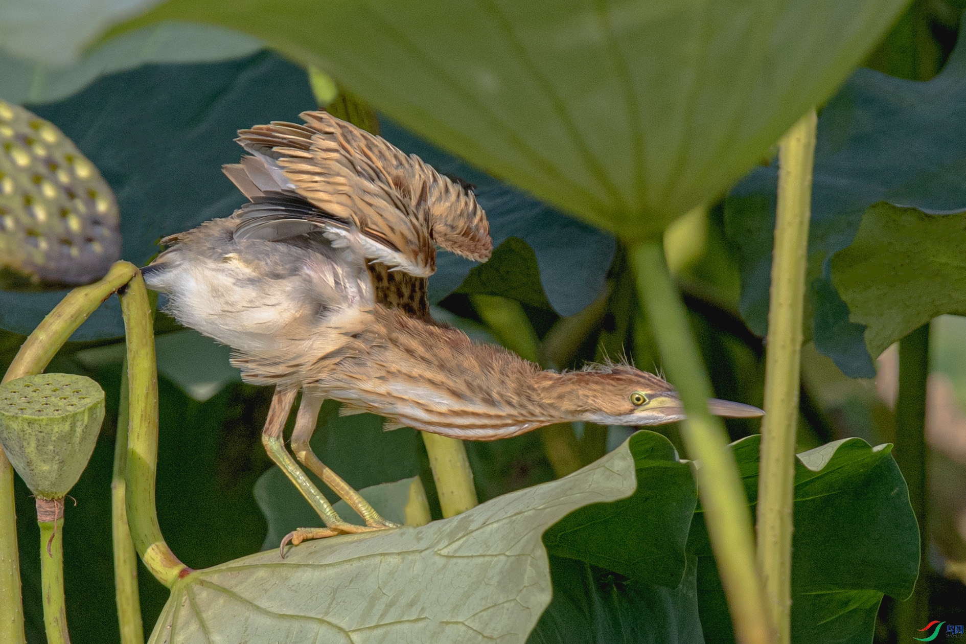 _90I4904 ���� 2.jpg