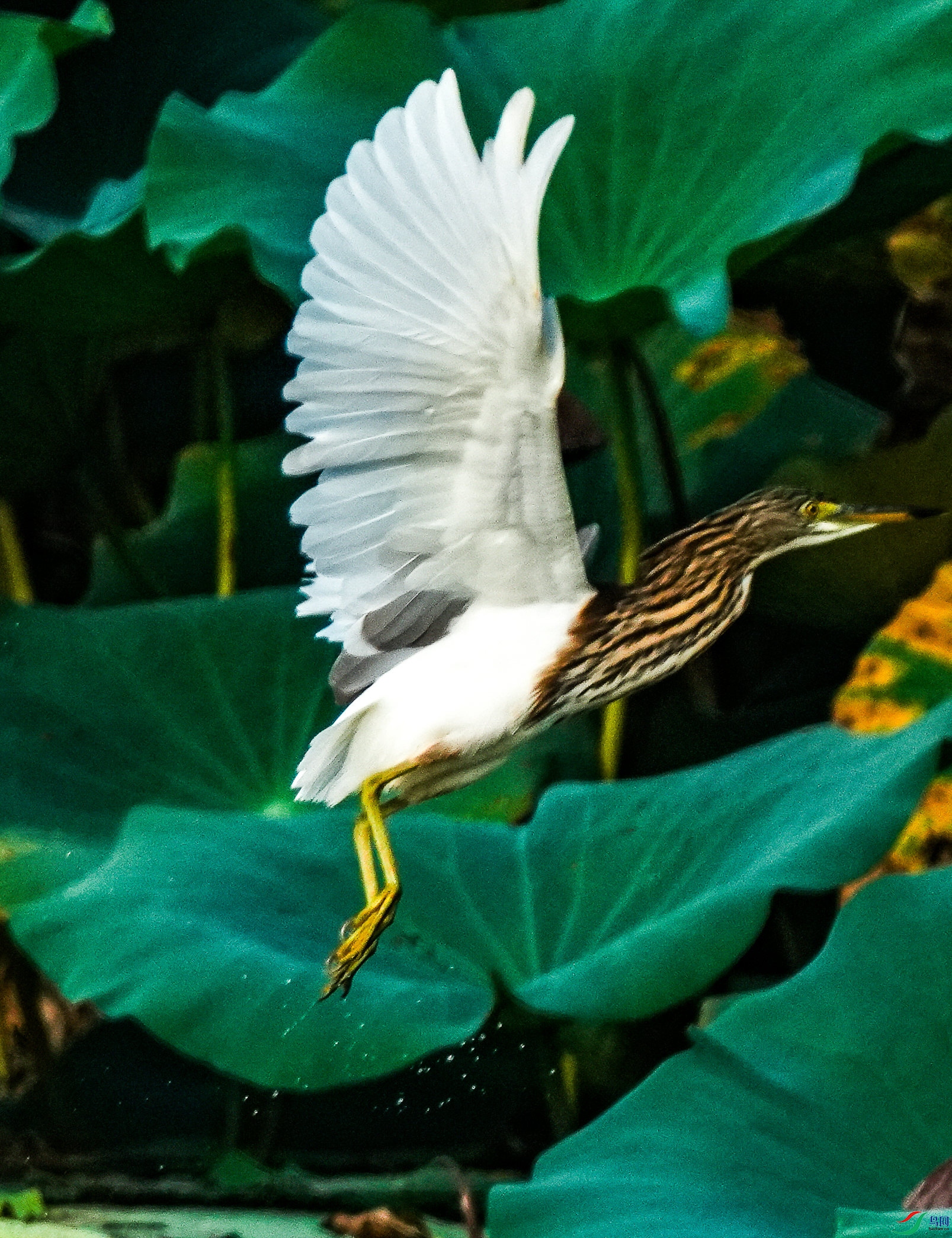 058DSC06484_1_����.jpg